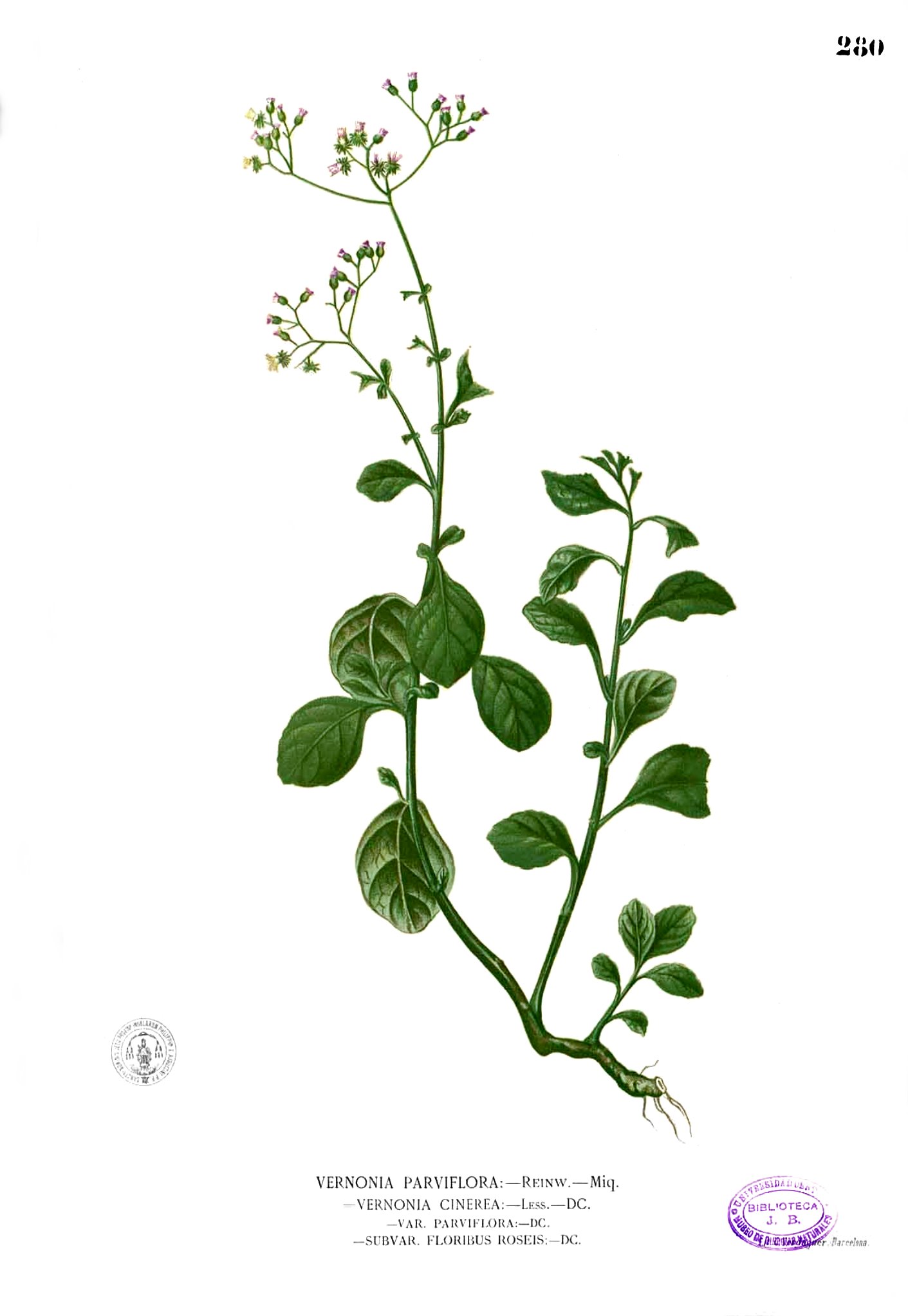 Vernonia cinerea Blanco2.280