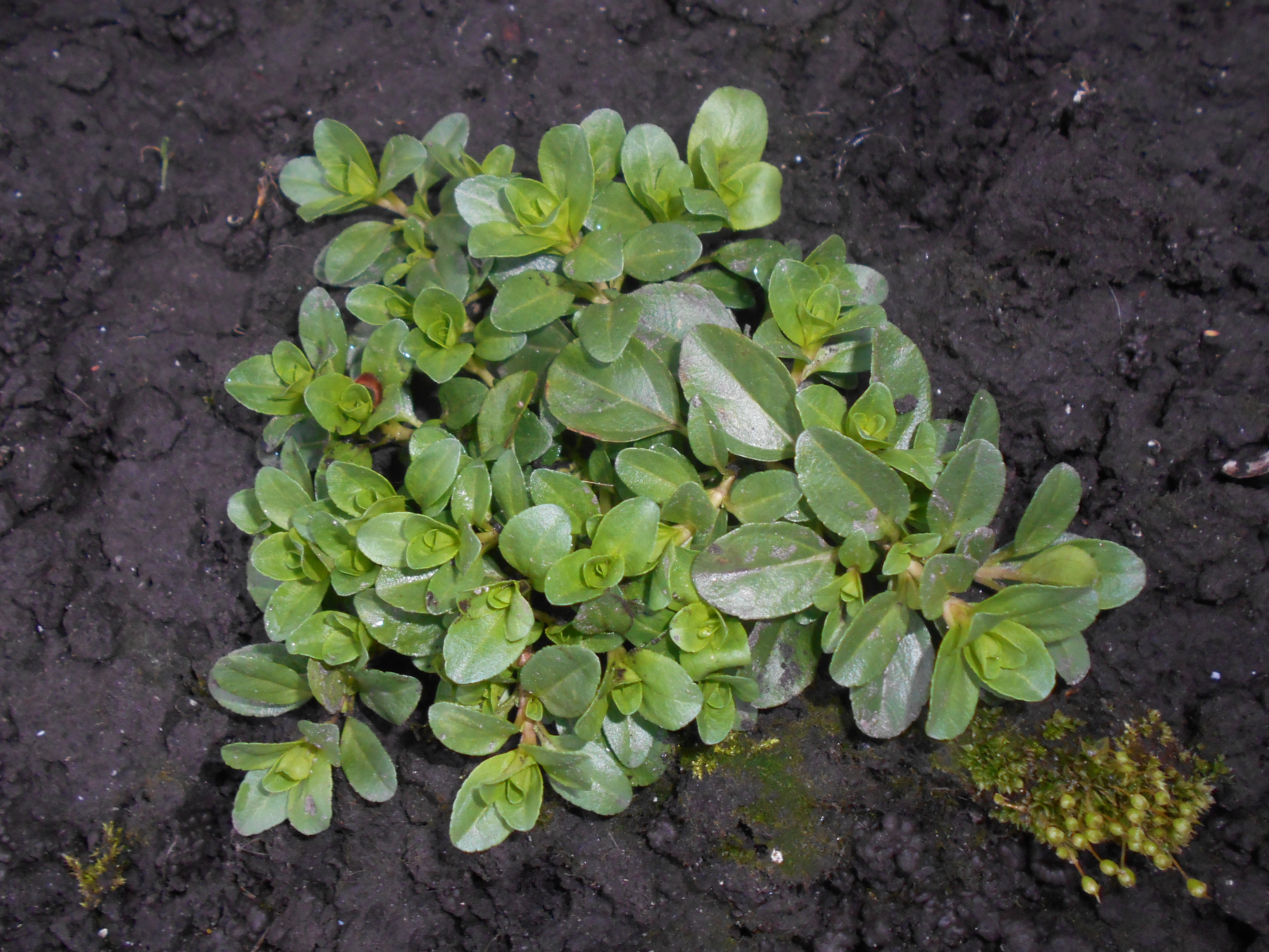 Veronica serpyllifolia 2018-04-12 8244
