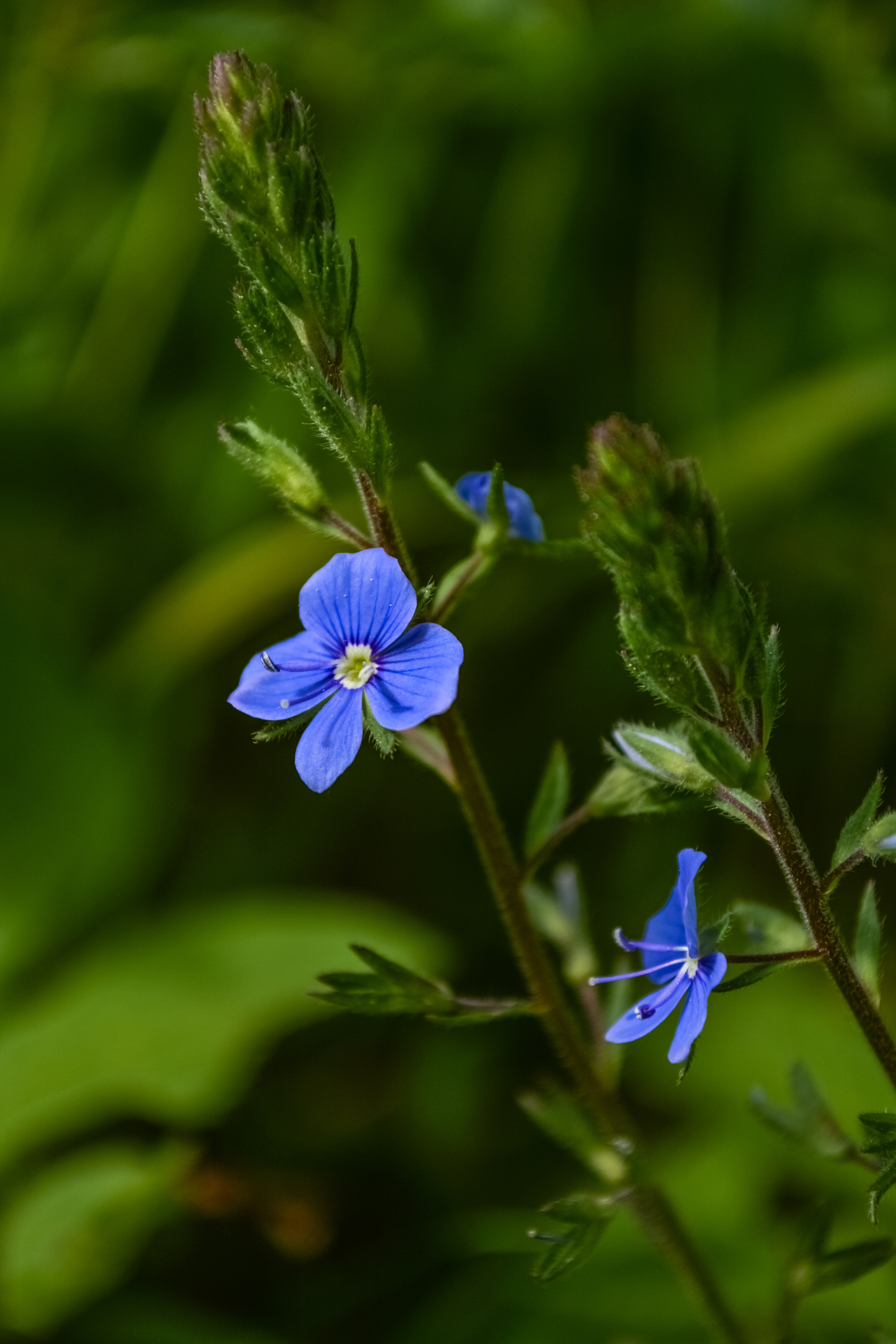 Veronika lekárska (Veronica officinalis)