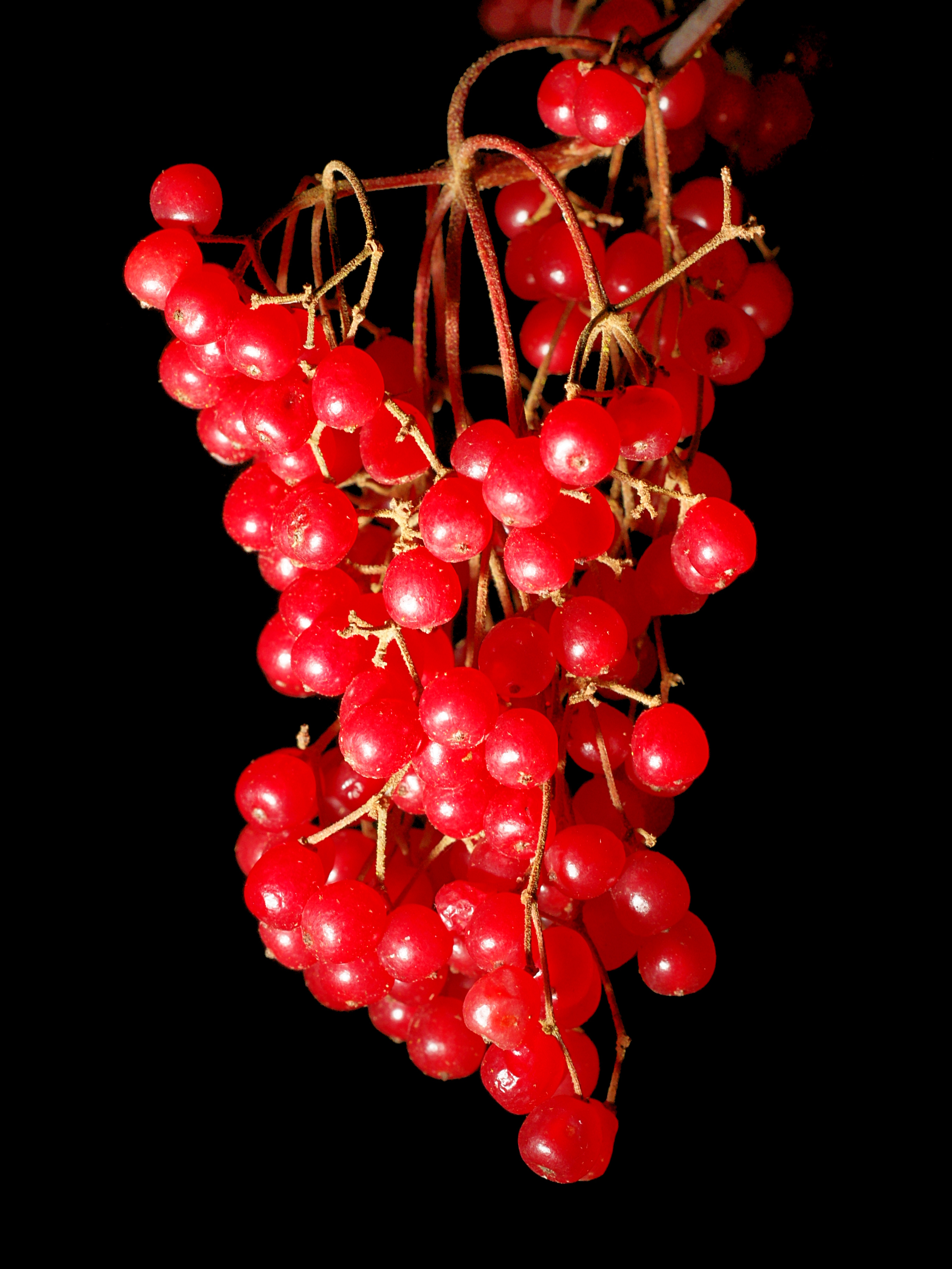 Viburnum Betulifolium Fruits