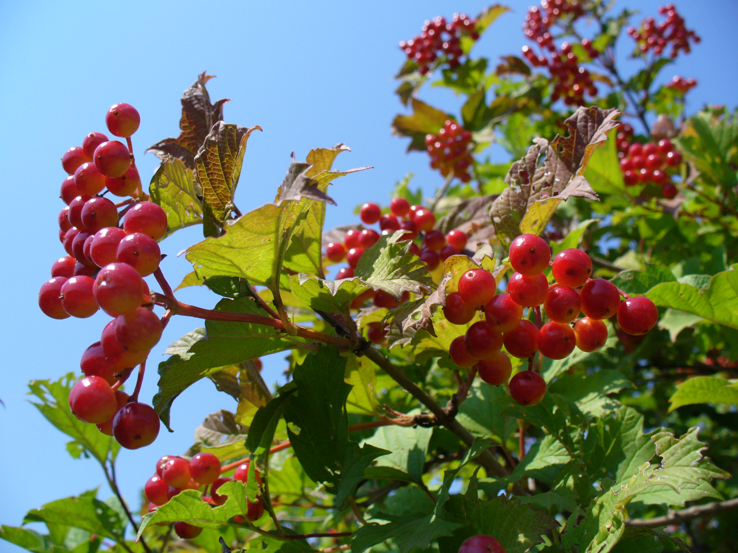 Viburnum opulus 2007 G1