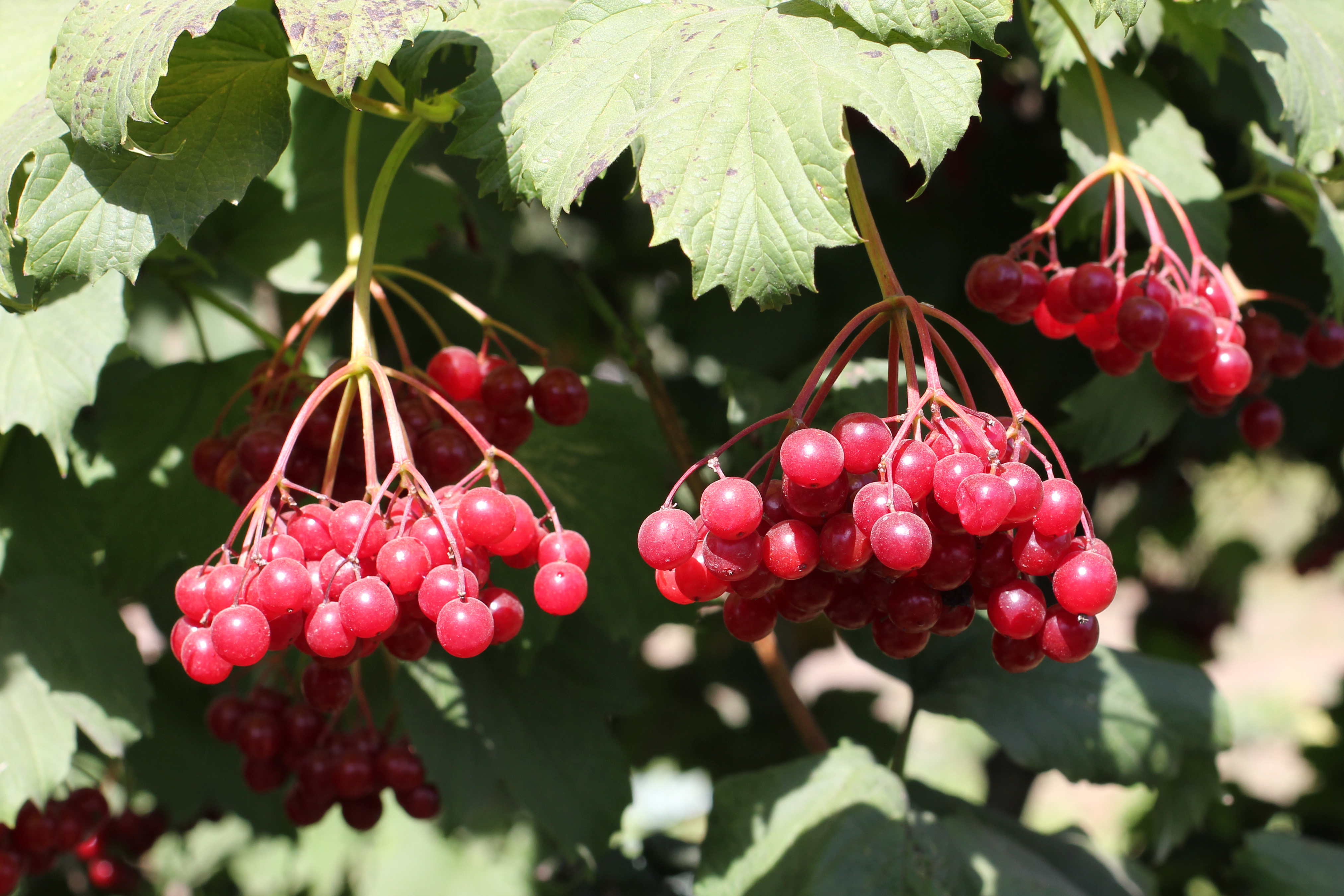 Viburnum opulus 2011 G1