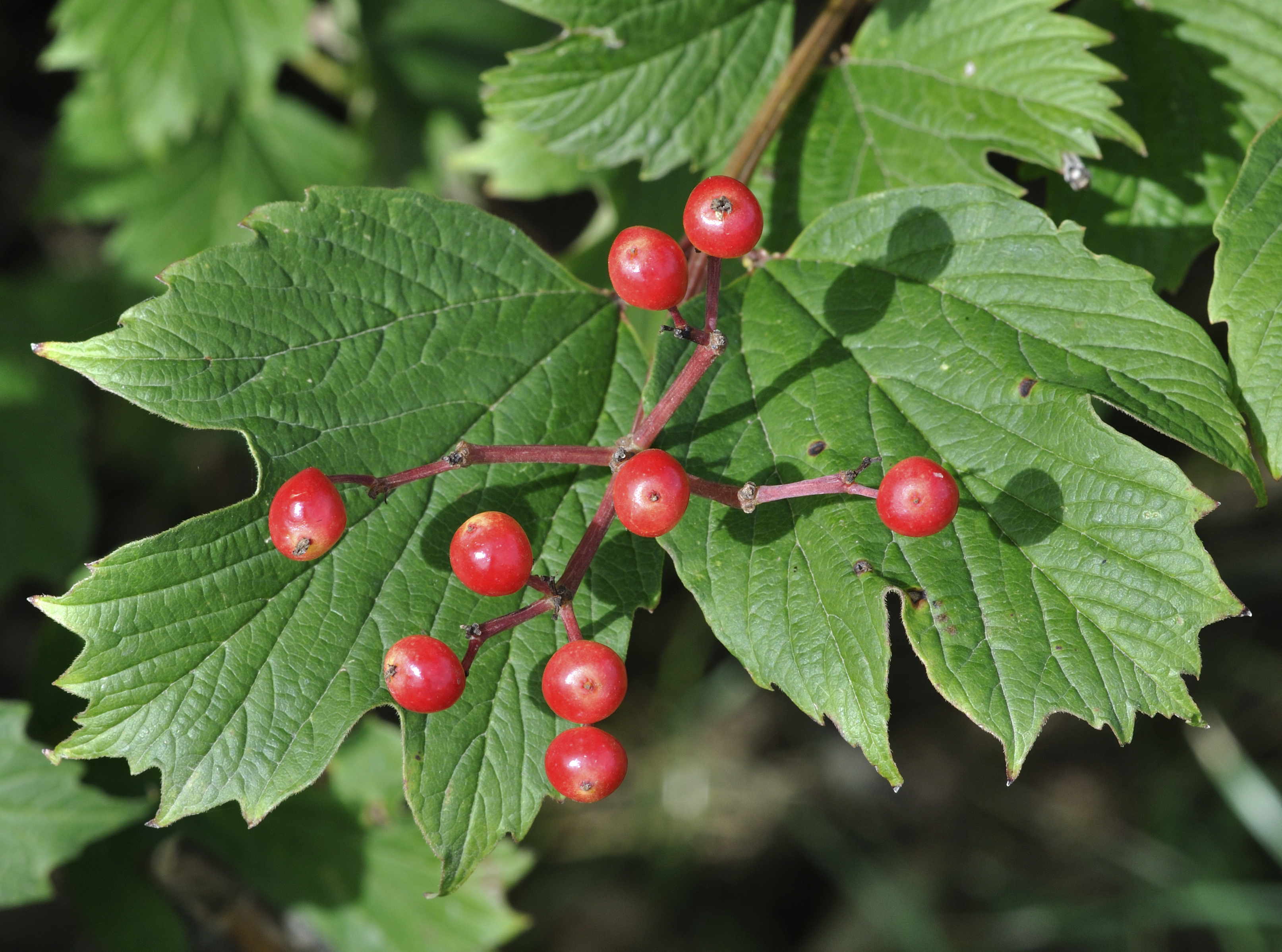 Viburnum opulus qtl1