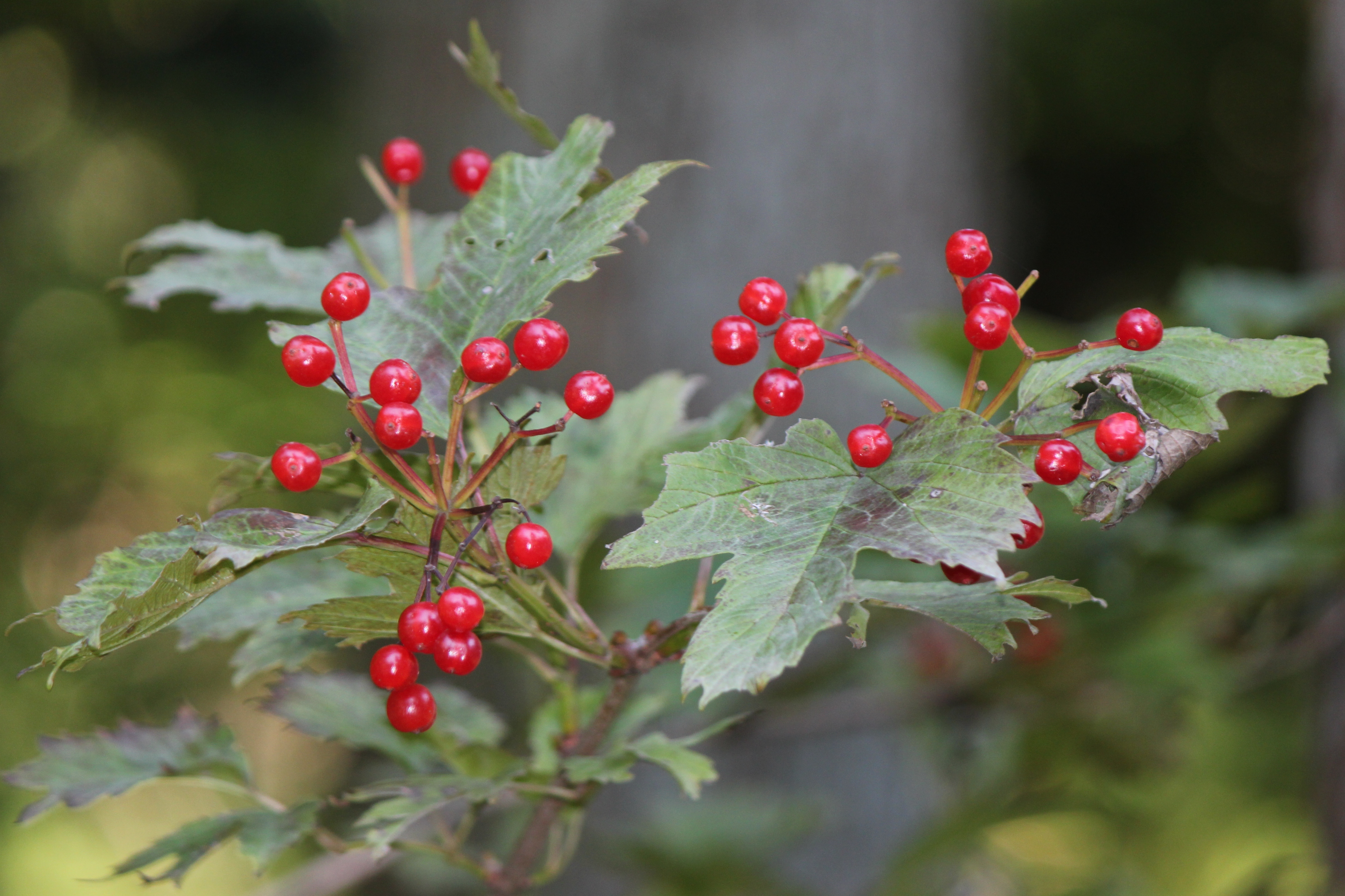 Viburnum opulus var. sargentii (fruits)