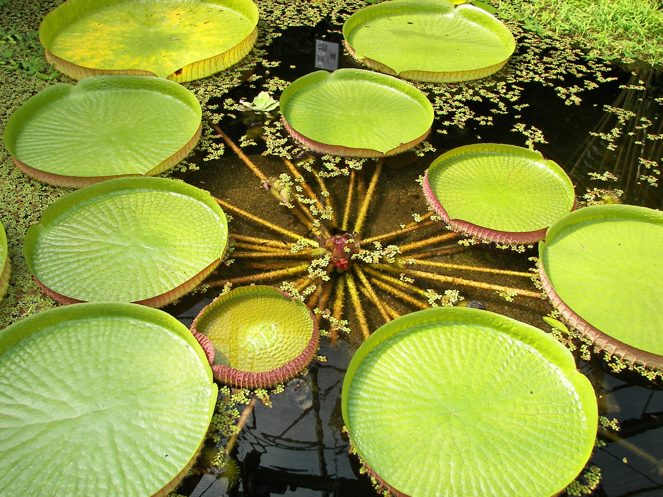 Victoria amazonica 002