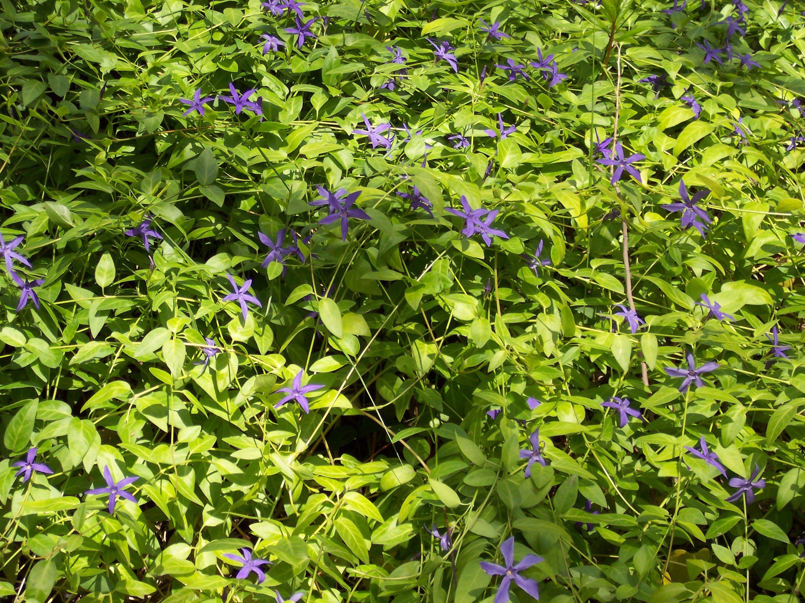 Vinca major 'Oxyloba'