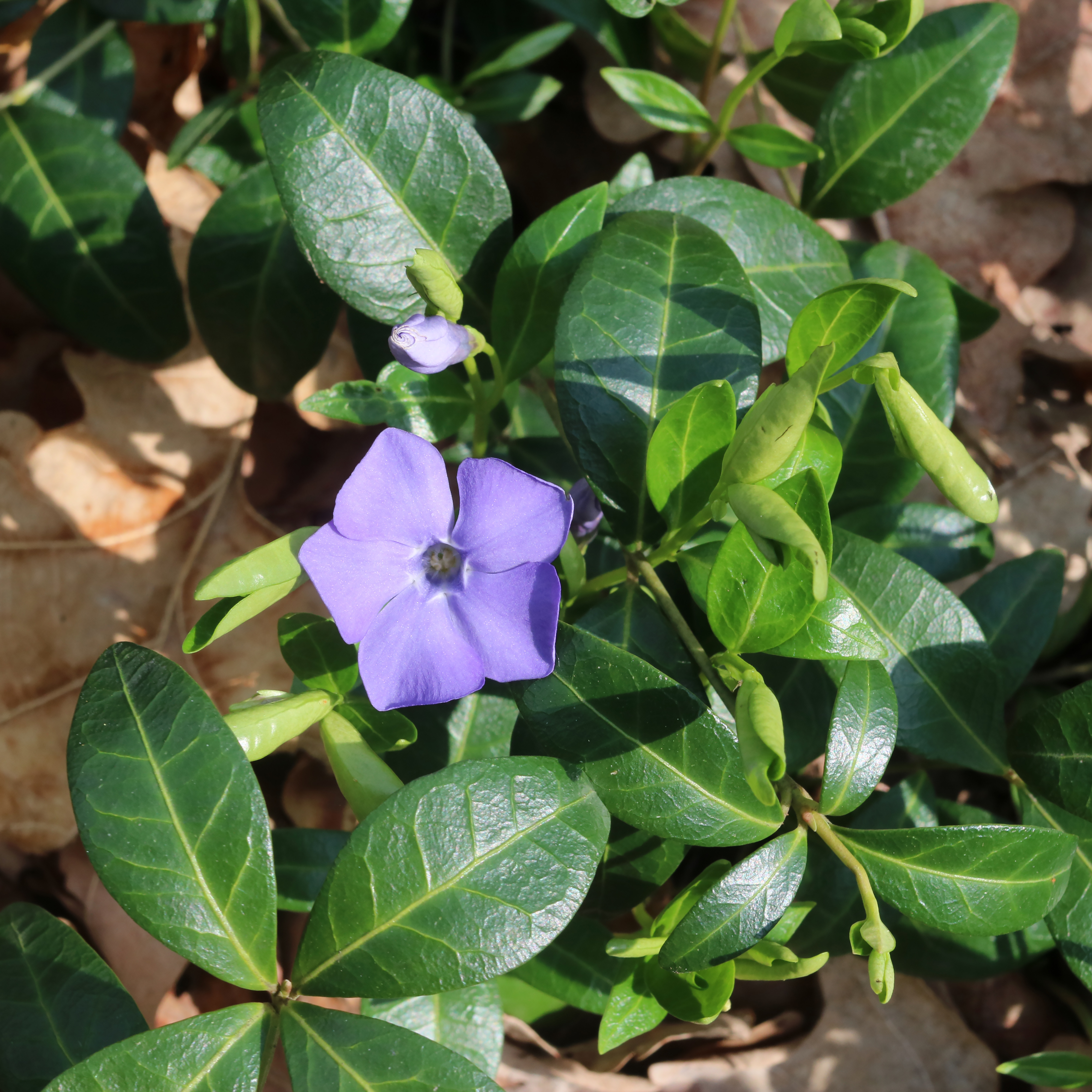 Vinca minor 2017 G1