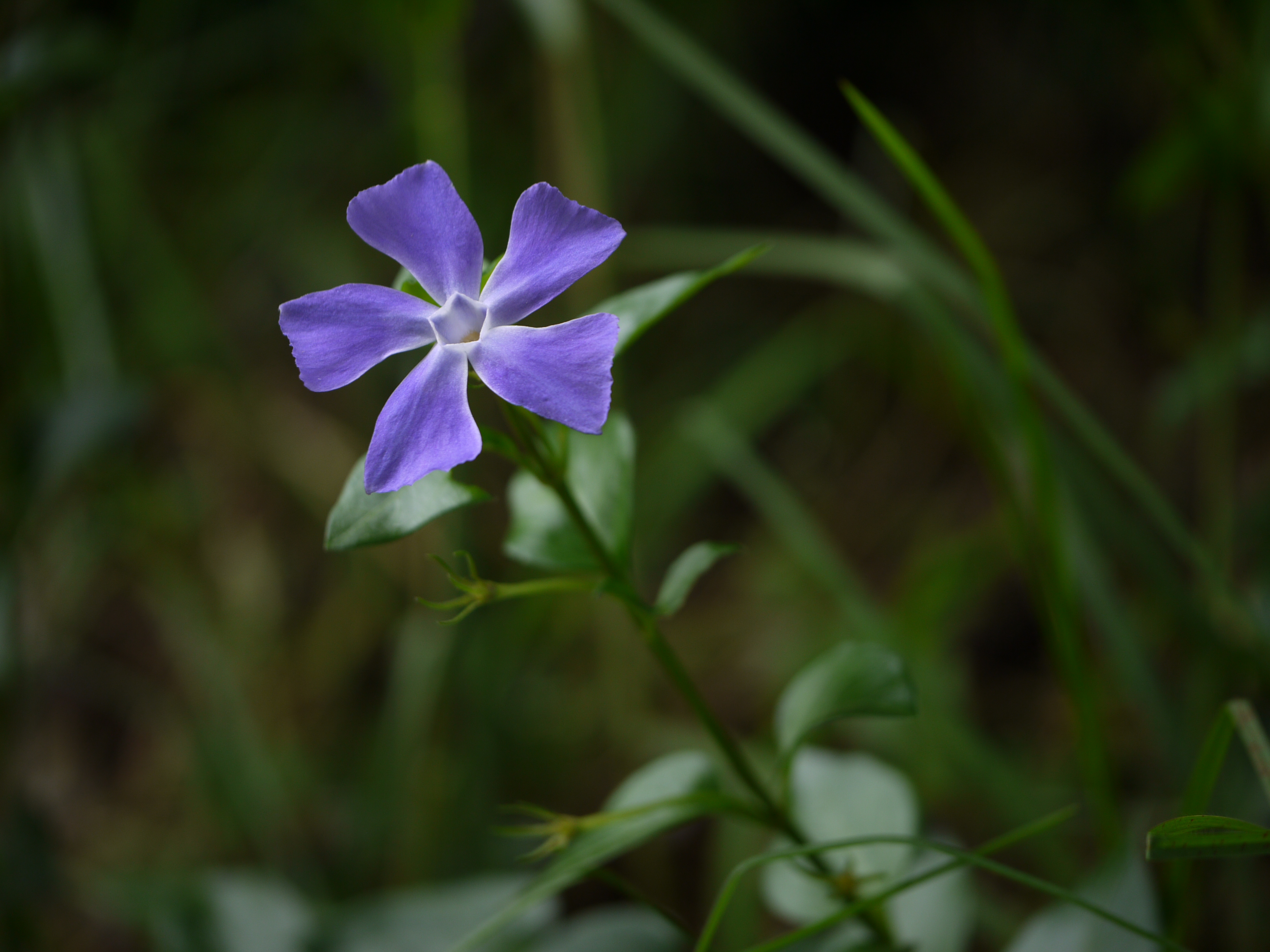 Vinca minor (6367430515)