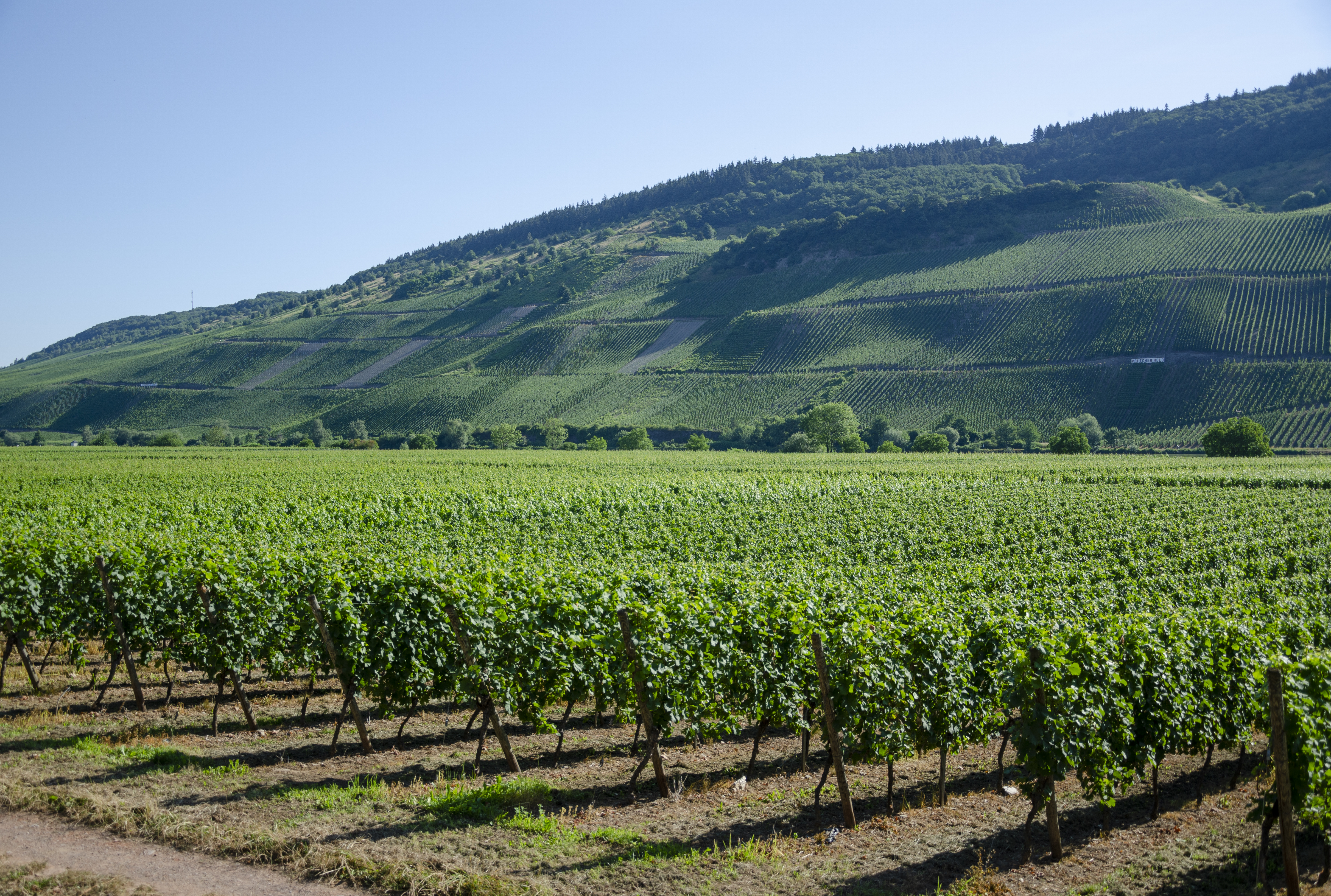 Vineyards Polich jun 2018 (1)