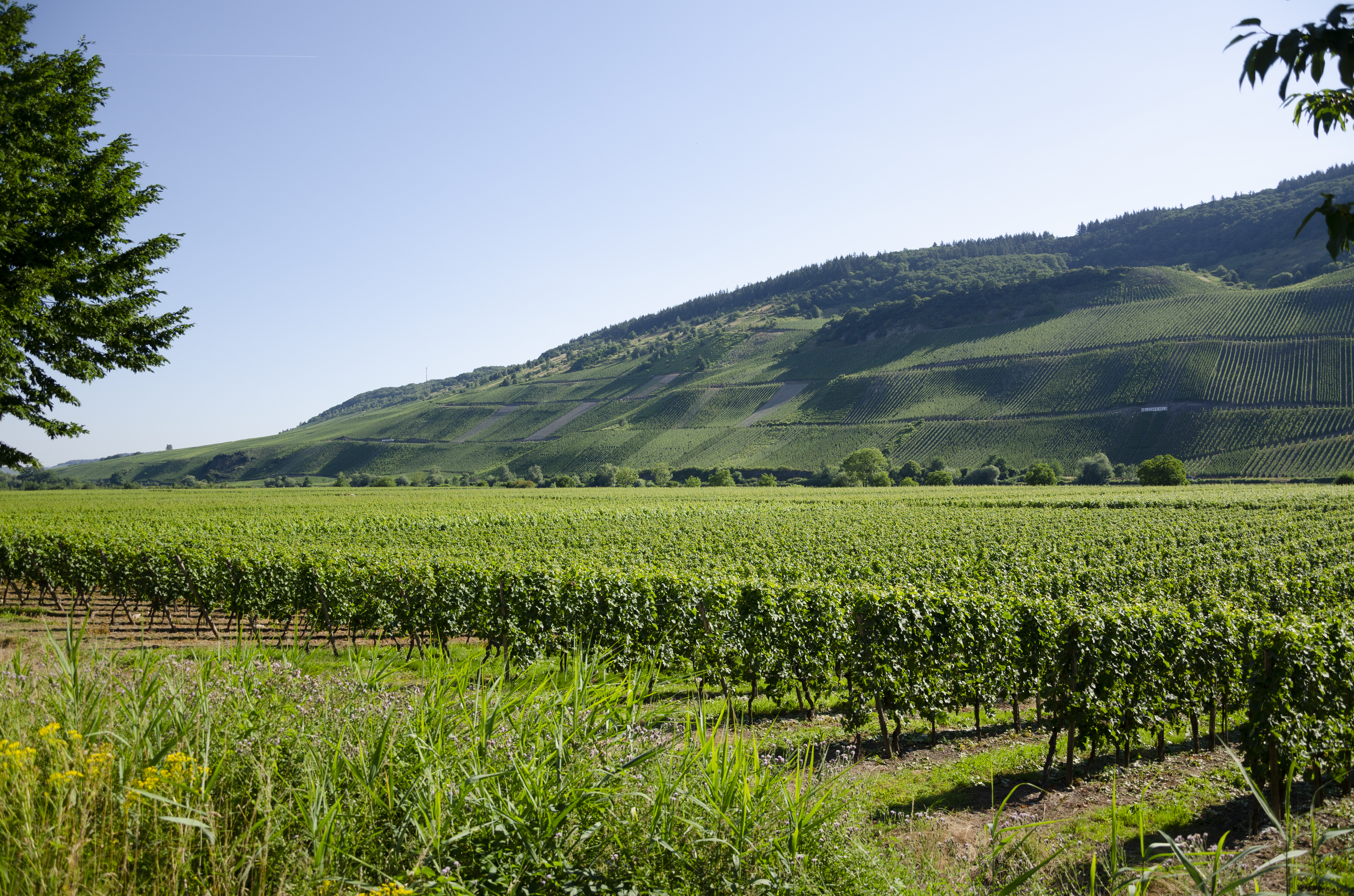 Vineyards Polich jun 2018 (2)