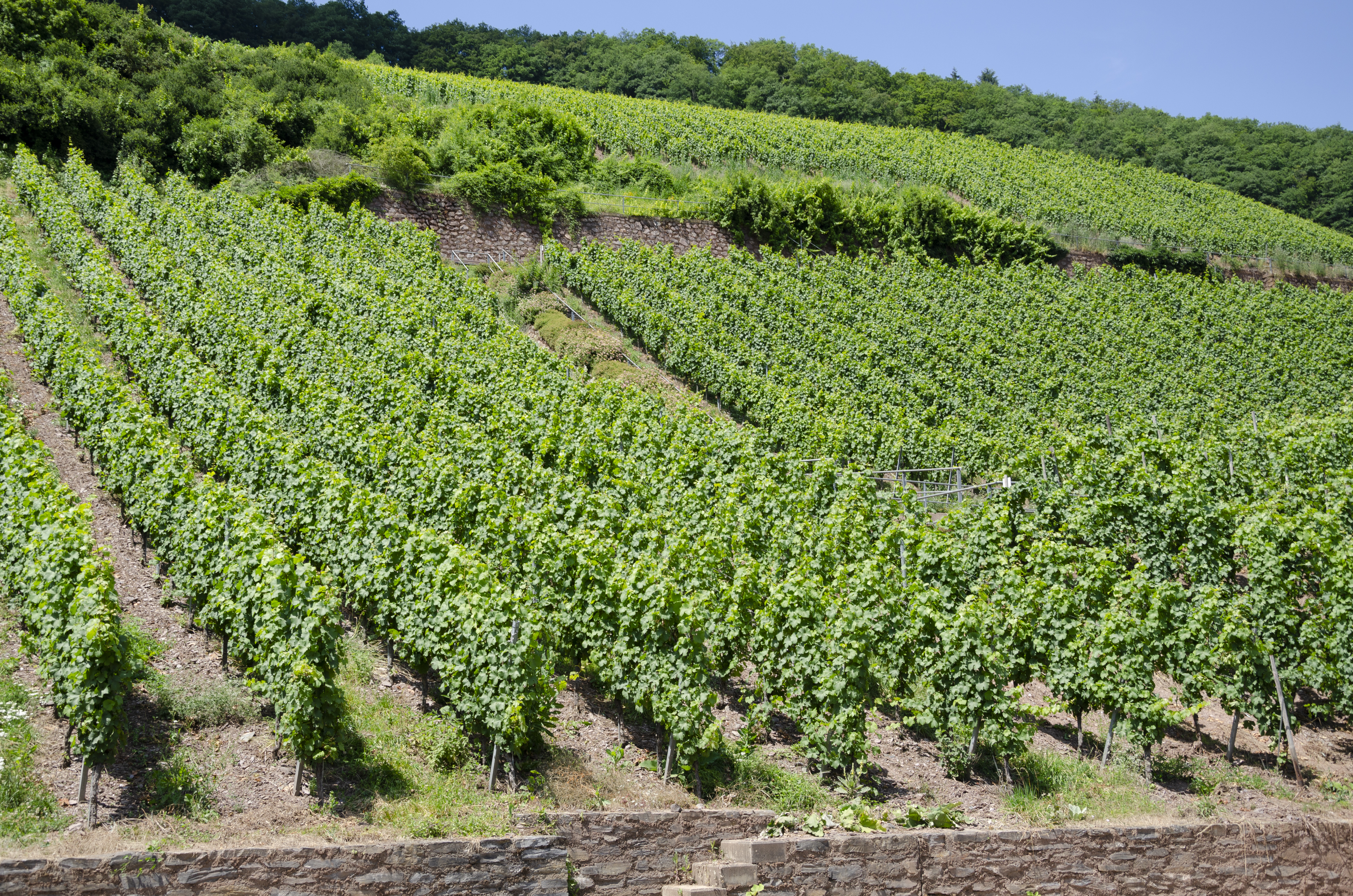 Vineyards Urzig jun 2018 (1)