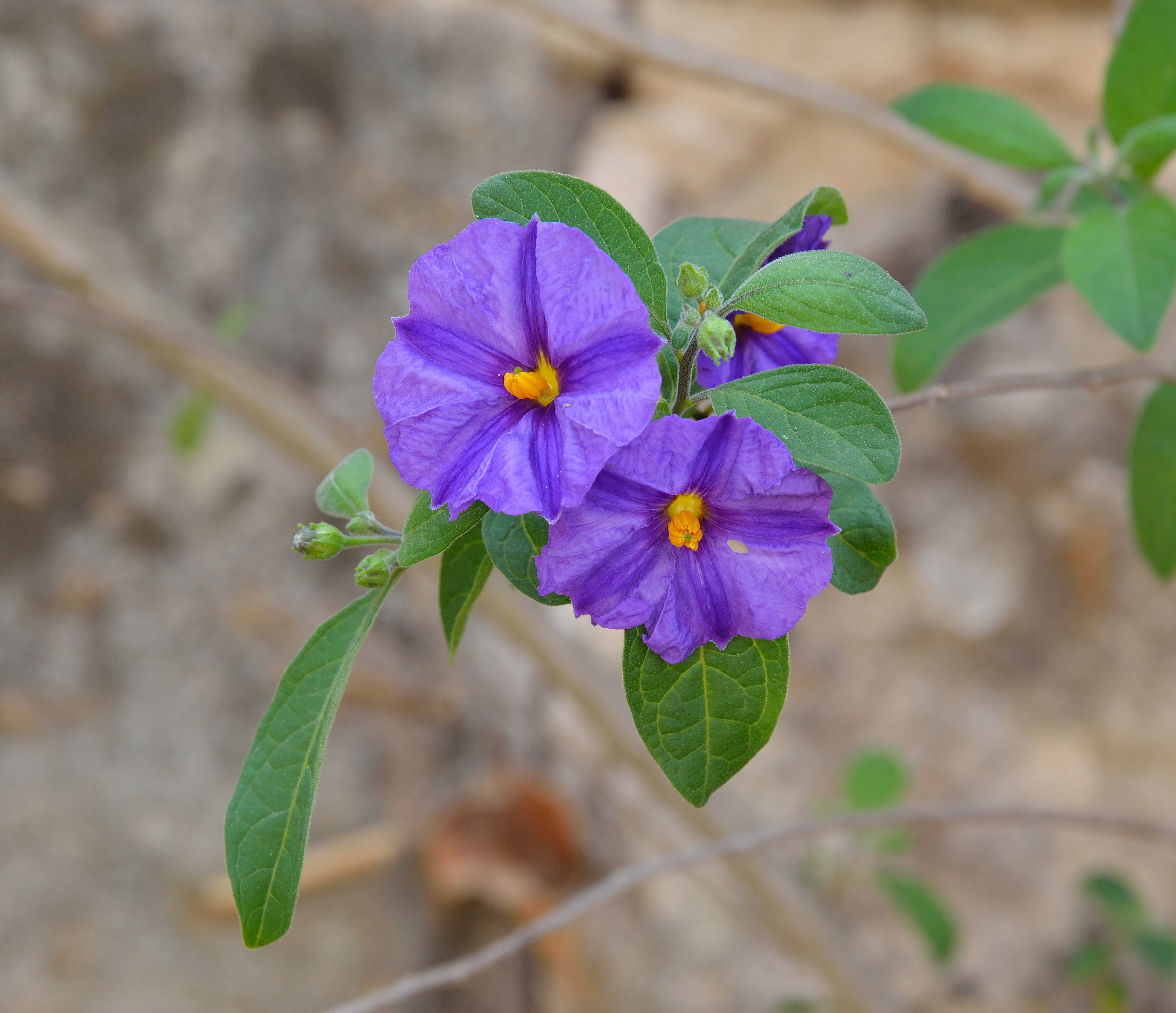 Viola cultivars