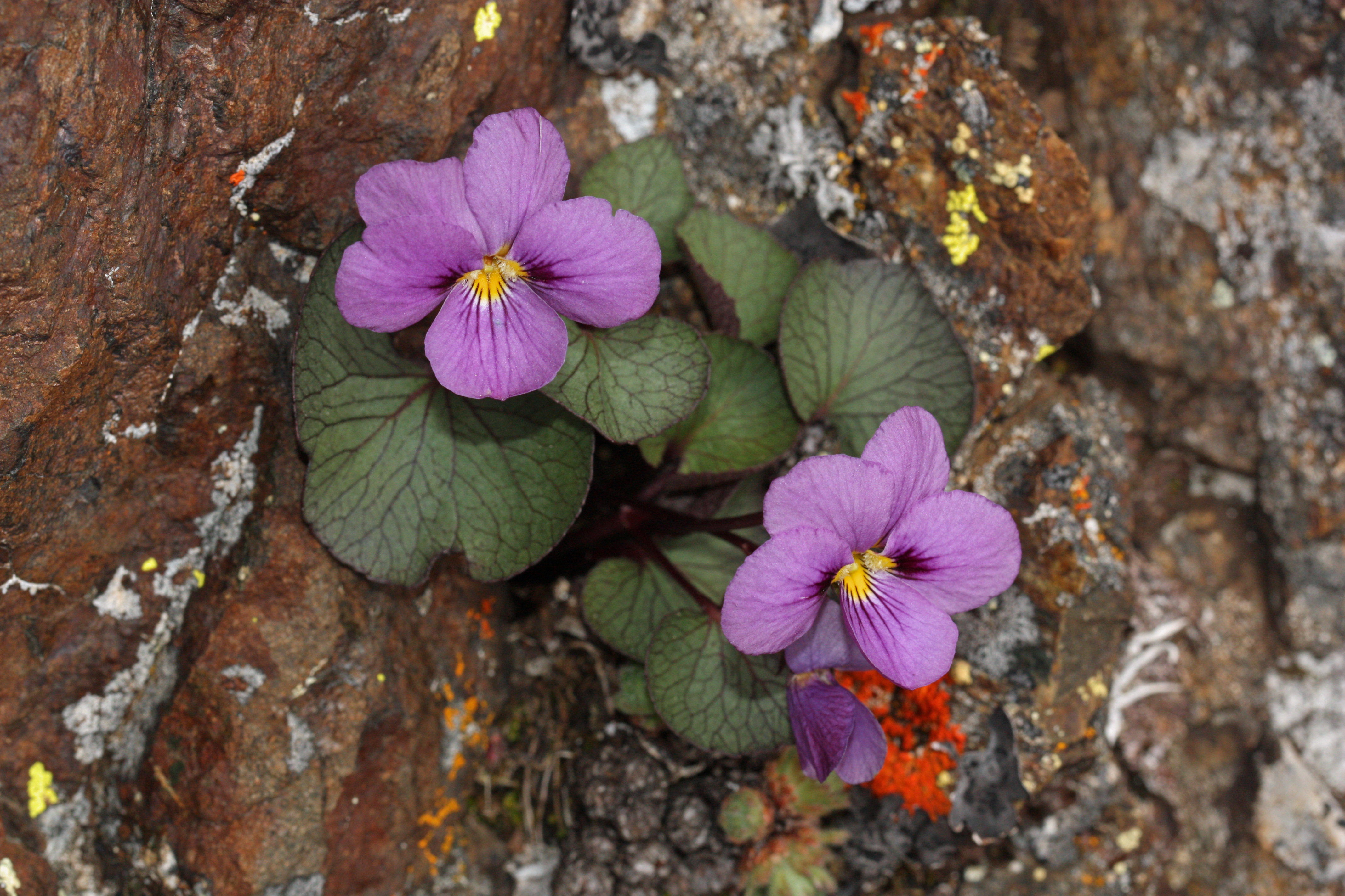 Viola flettii 4799