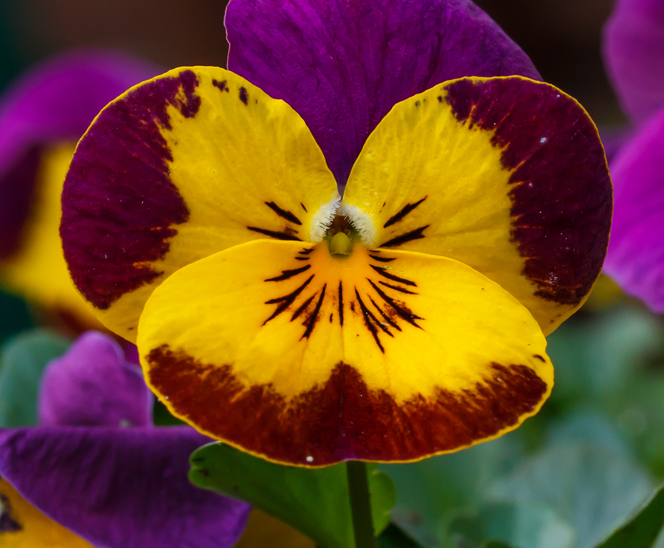 Viooltje (Viola Cornuta), Locatie, Tuinreservaat Jonker vallei