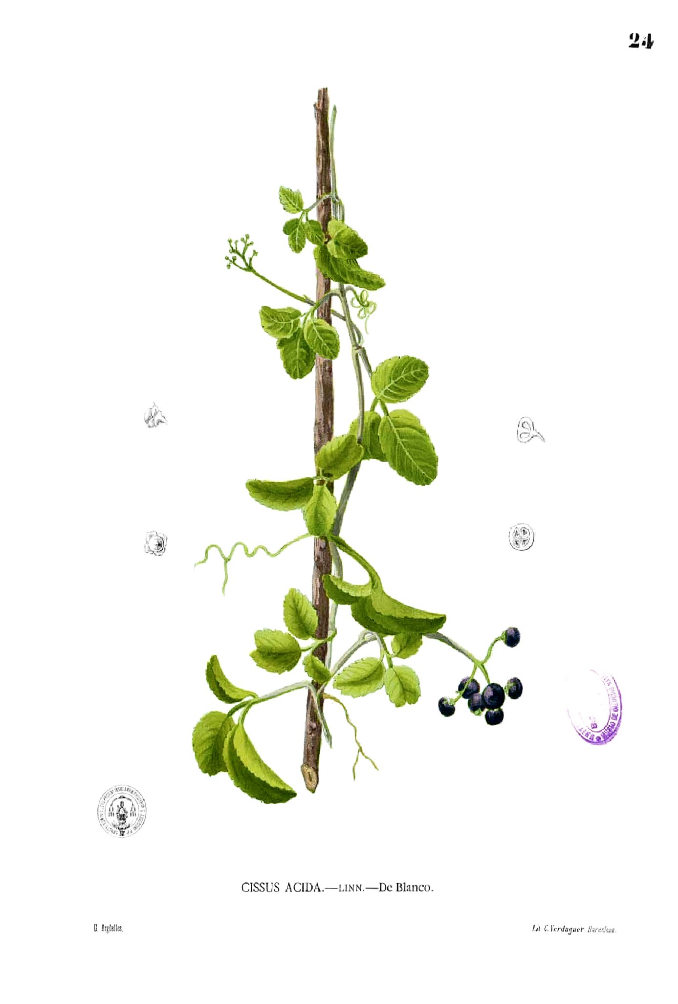 Vitaceae sp Blanco1.24