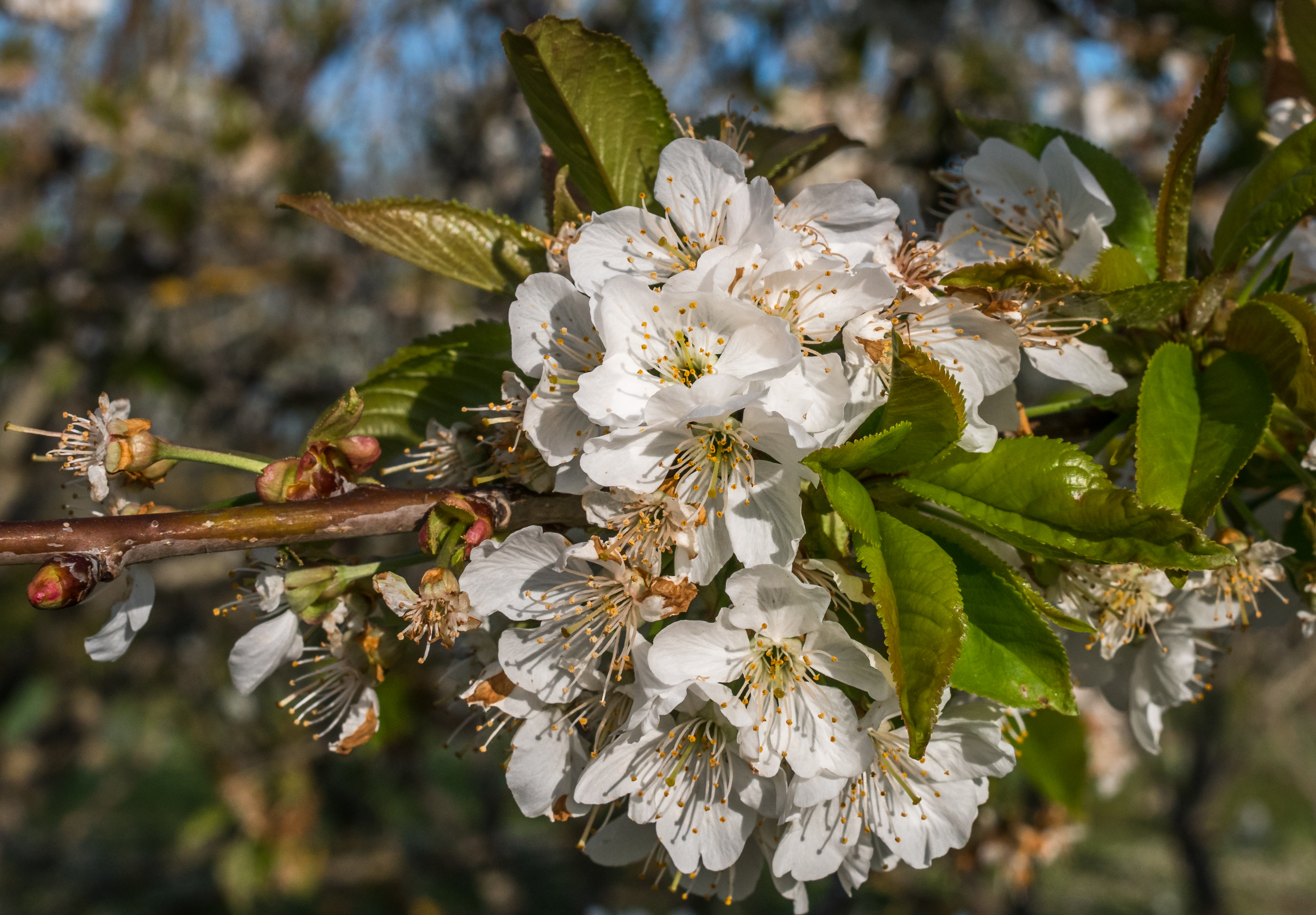 Vitoria - Huertas de Olárizu - Prunus avium -BT- 01