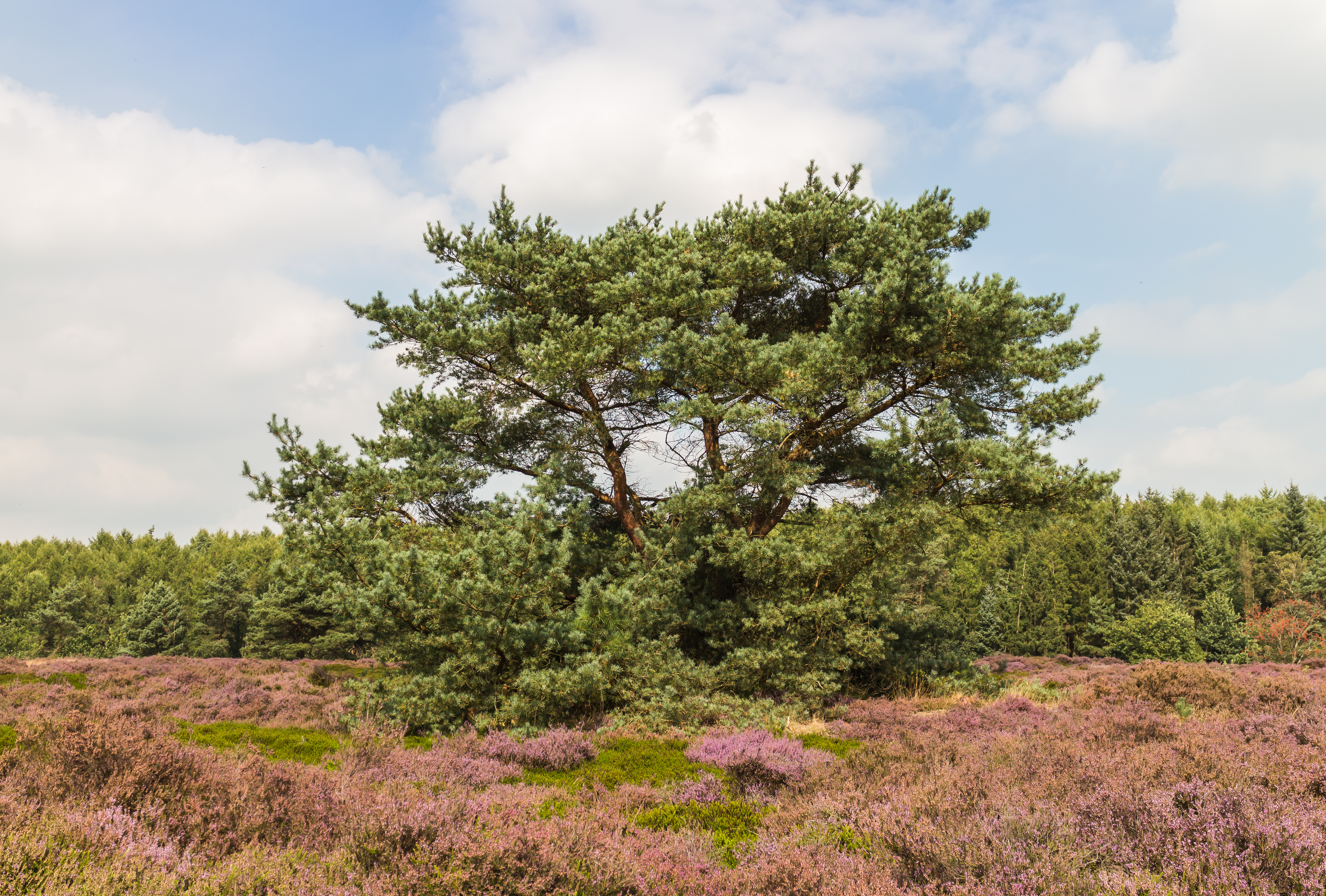 Vliegden (Pinus sylvestris) tussen bloeiende heide. Locatie, Schaopedobbe (Schapenpoel) 02