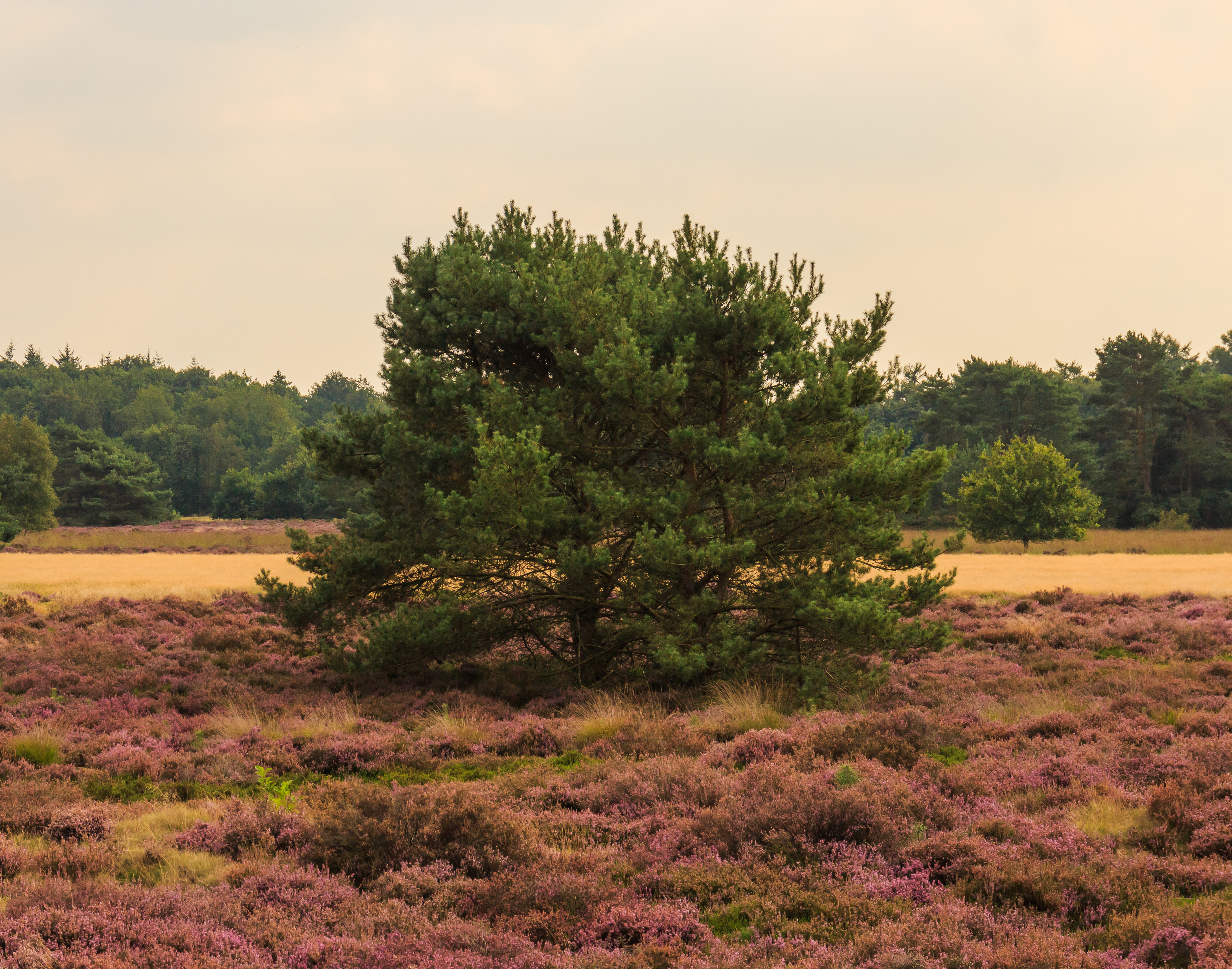 Vliegden (Pinus sylvestris) tussen bloeiende heide. Locatie, Schaopedobbe (Schapenpoel) 03