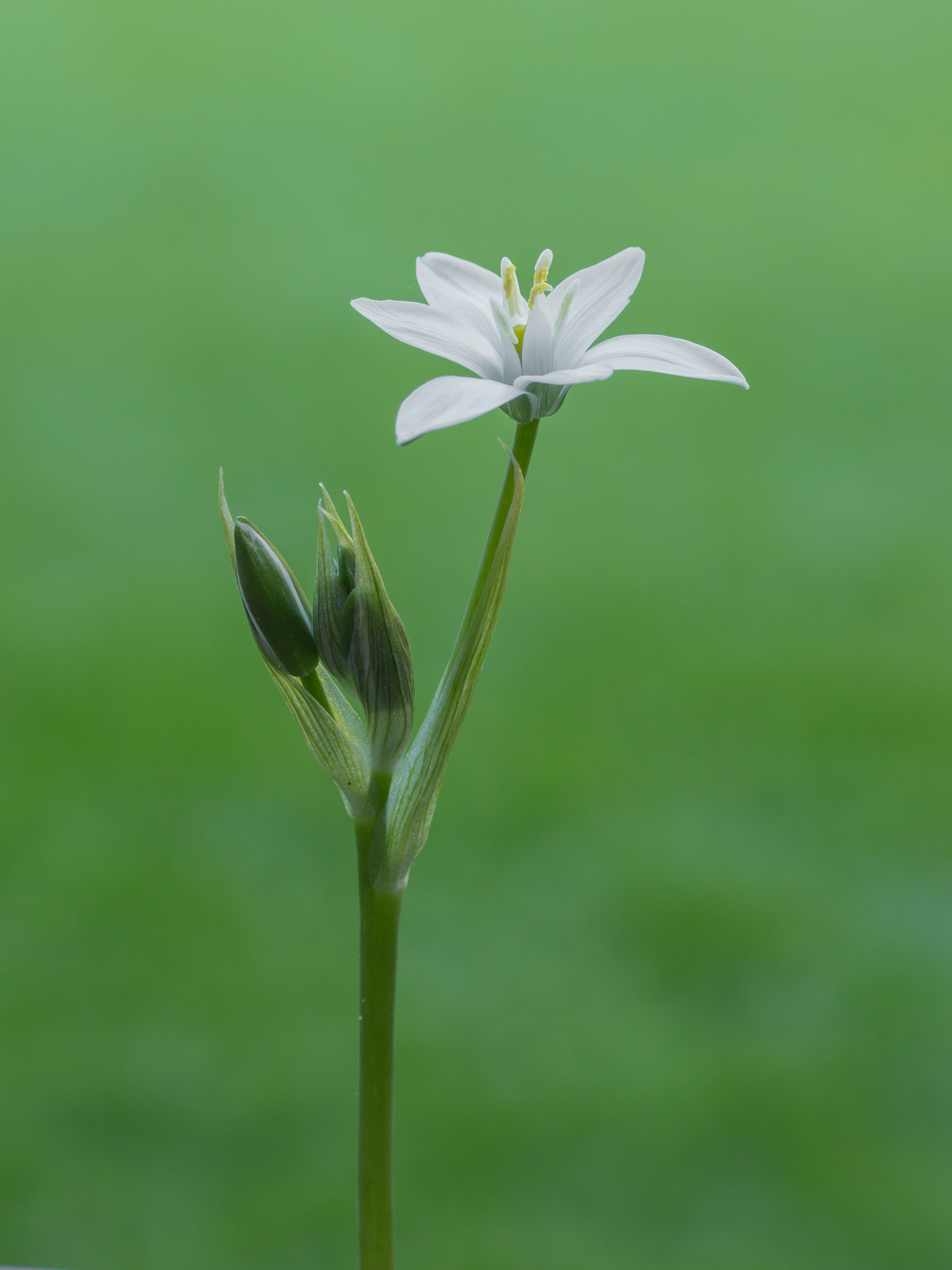 Vogelmelk (Ornithogalum). d.j.b 01