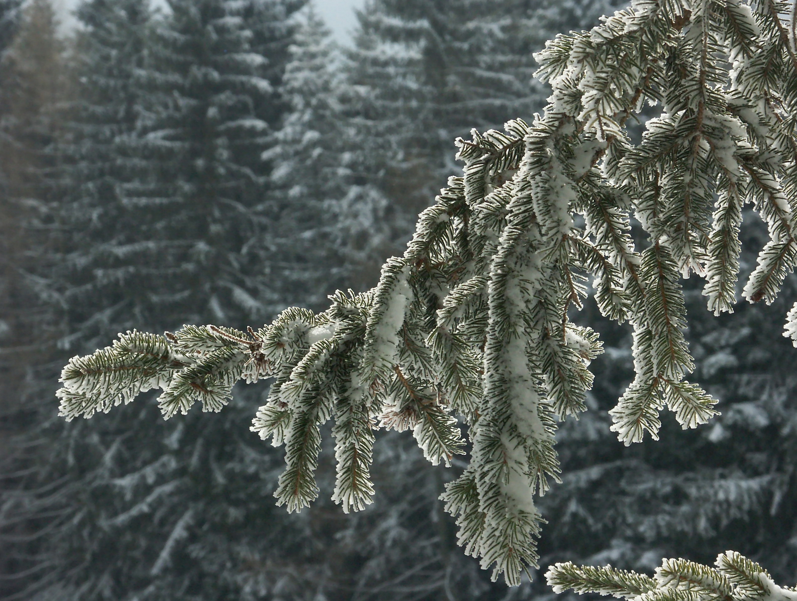 Von Schnee und Reif bedeckter Ast eines Nadelbaumes