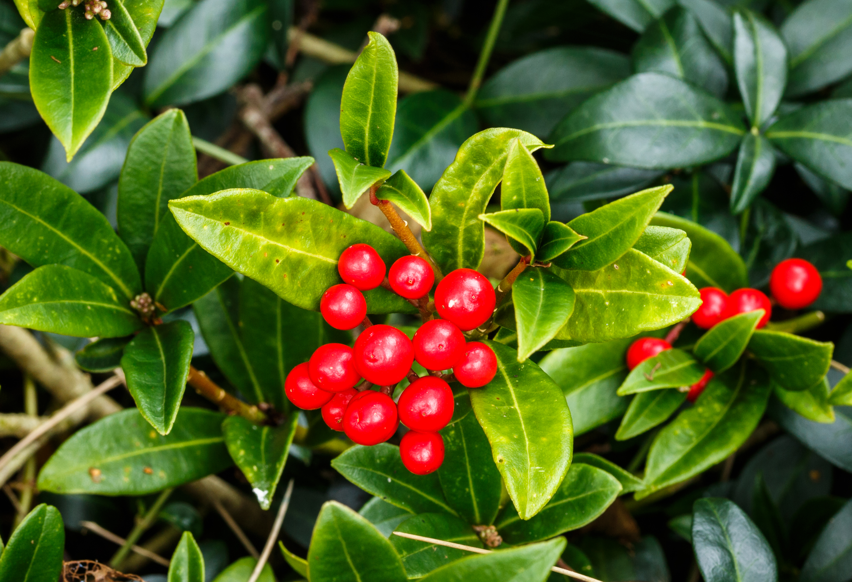 Vrouwelijke Skimmia japonica 001