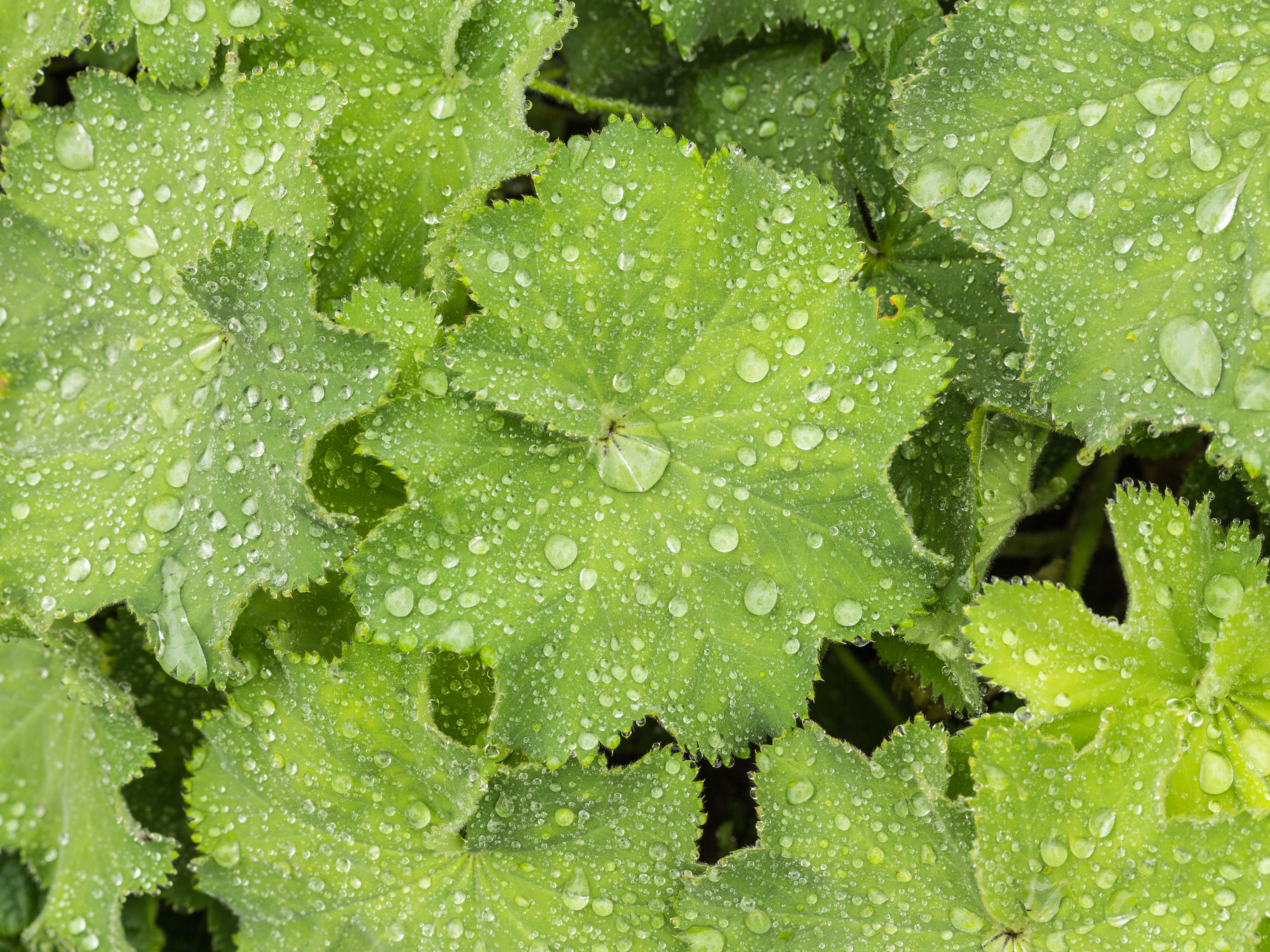 Vrouwenmantel (Alchemilla mollis) d.j.b 03