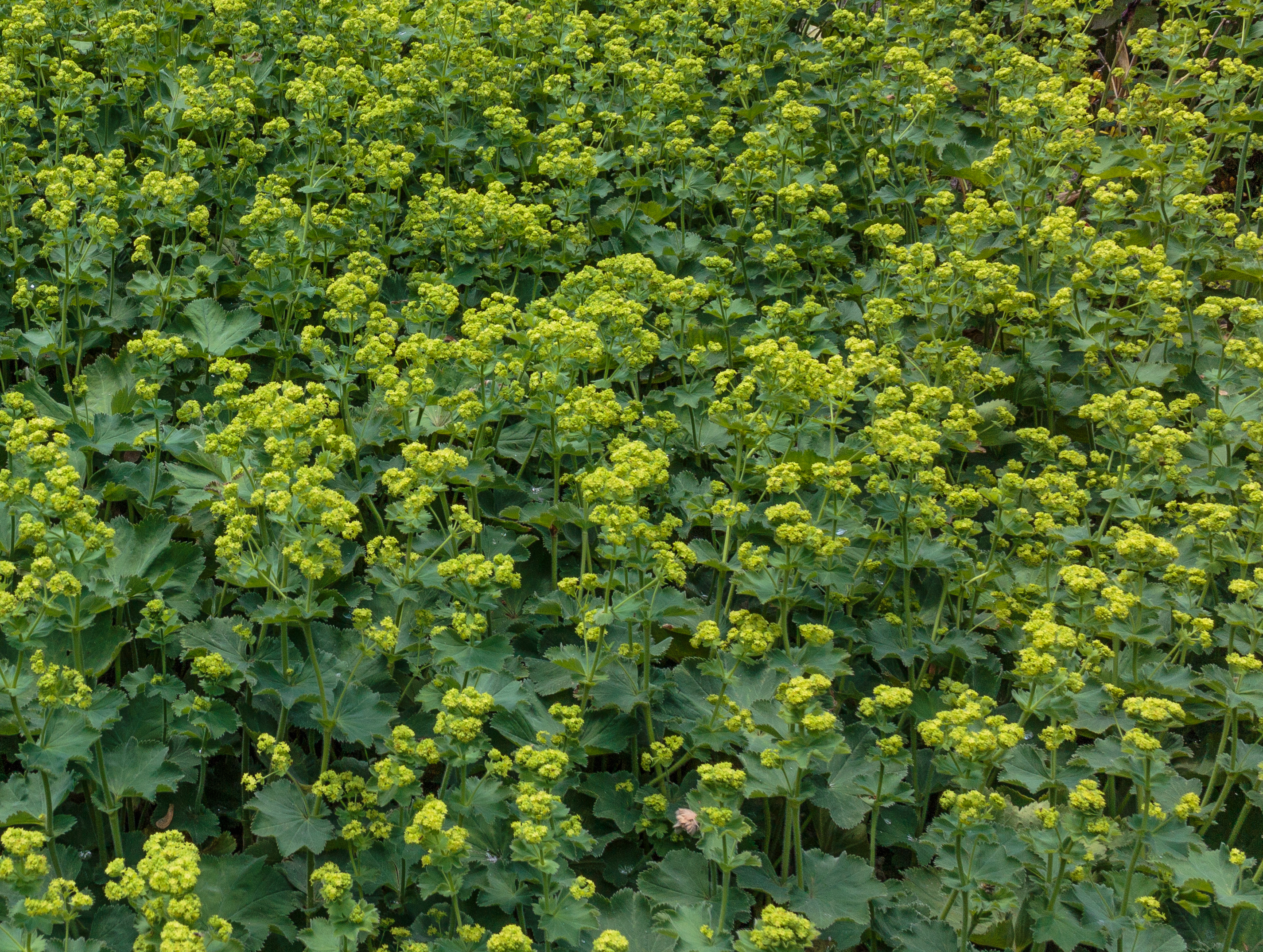 Vrouwenmantel Alchemilla mollis. Locatie, Tuinen Mien Ruys 02