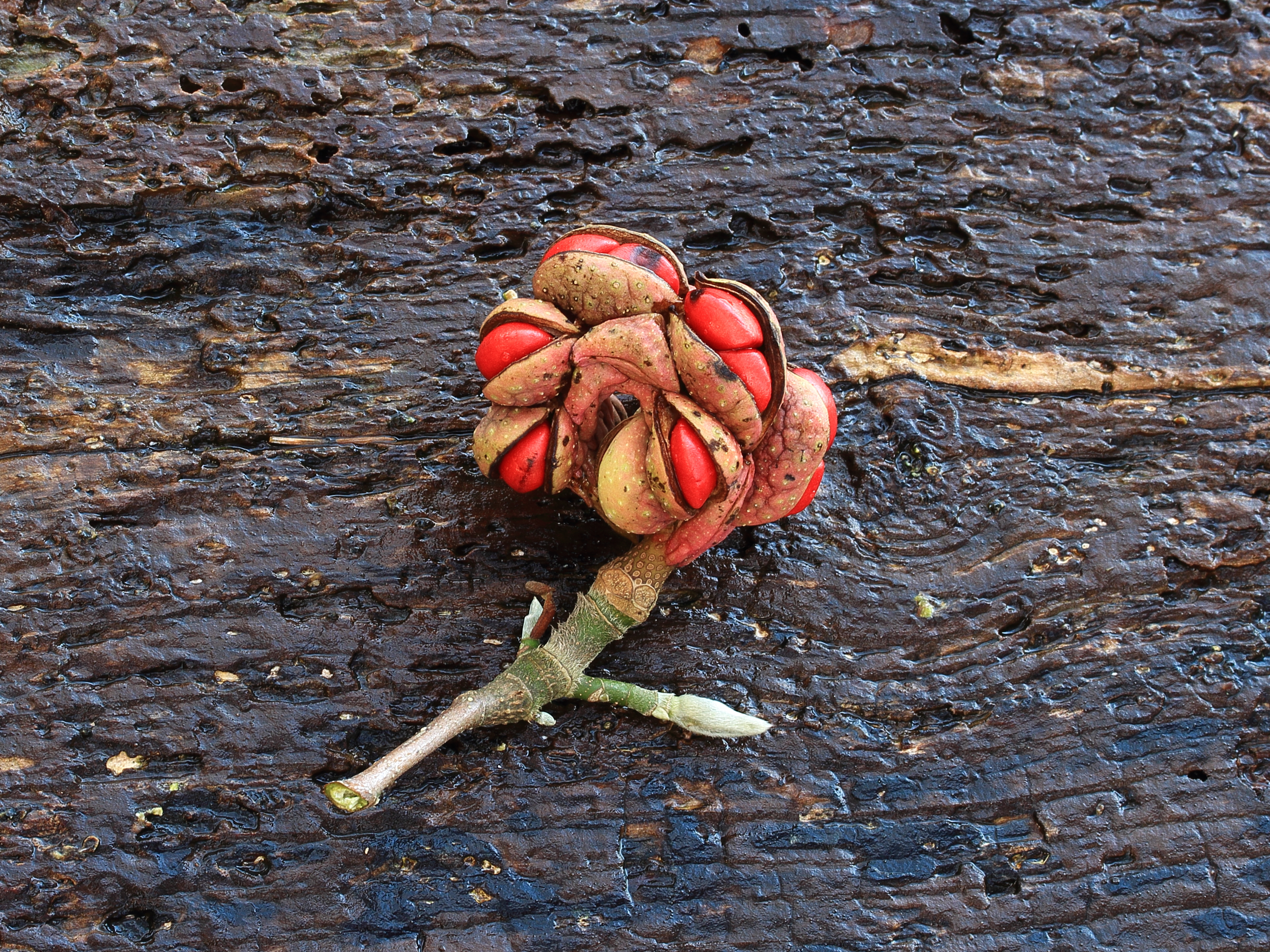 Vruchten van Magnolia (beverboom)
