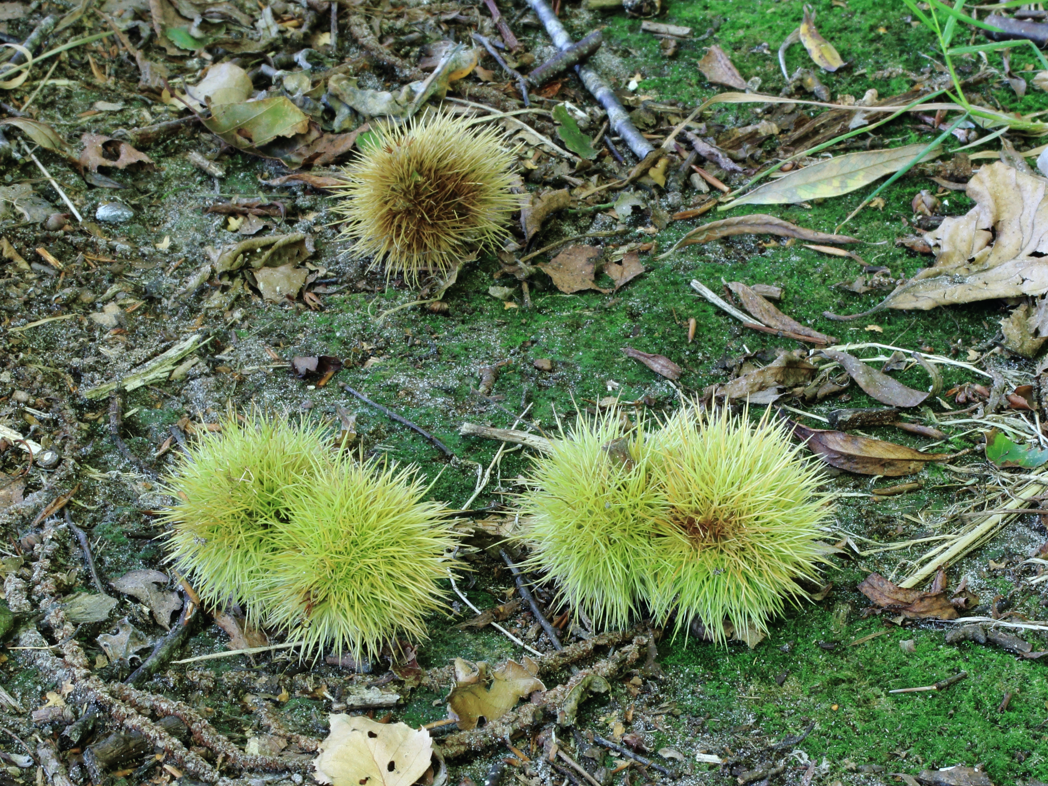 Vruchten van tamme kastanje (Castanea sativa)