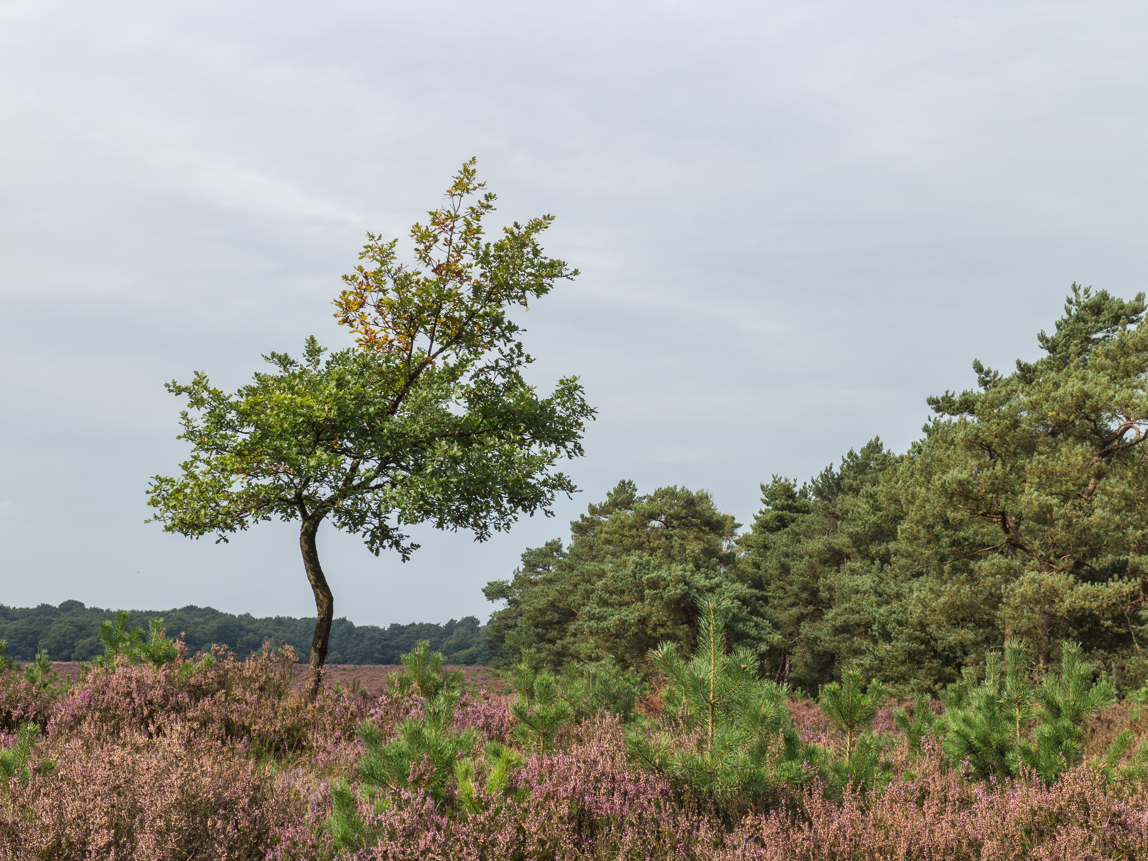 Wandelen over de Planken Wambuis vanuit Mossel 24