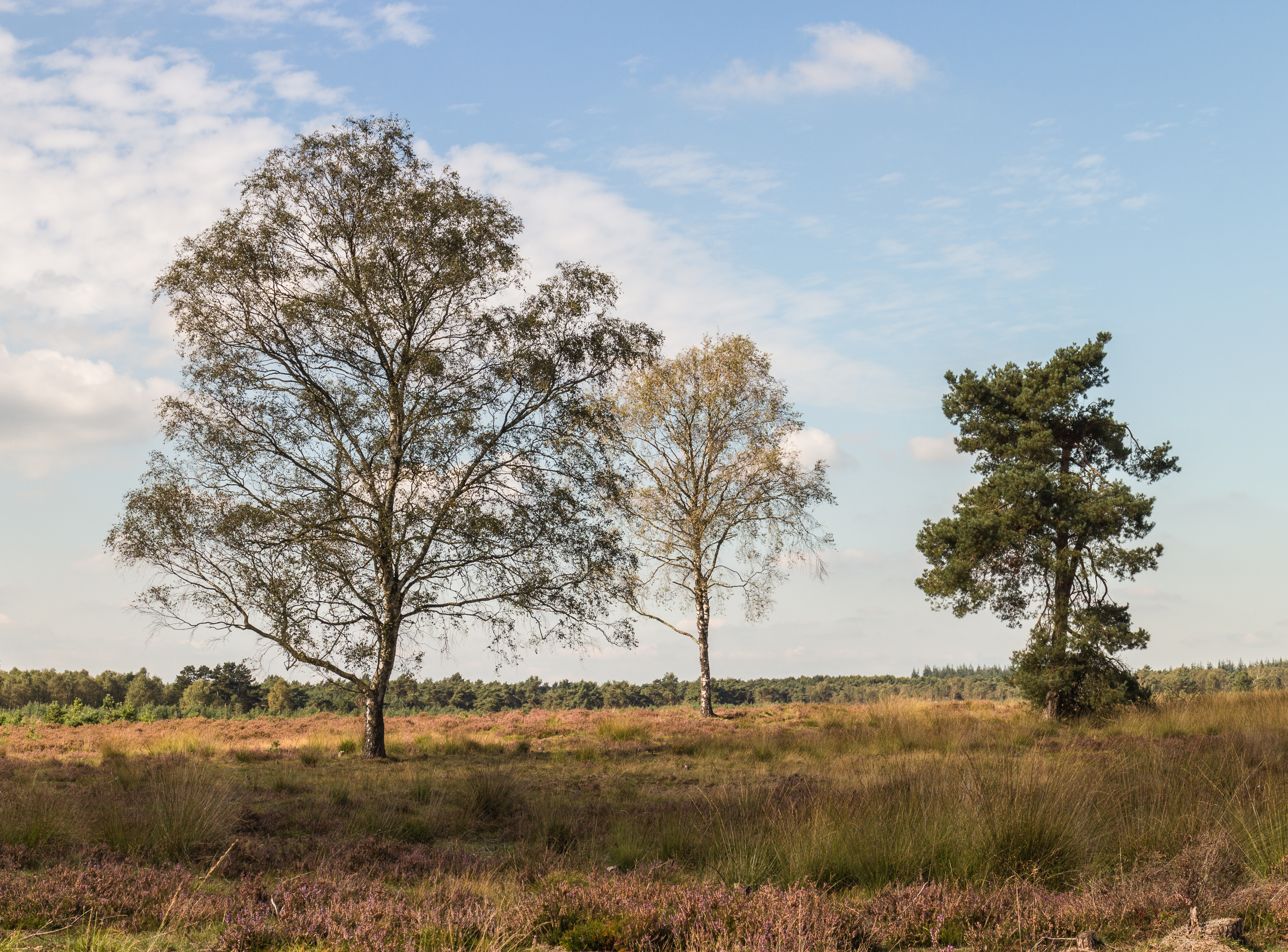 Wandelen over de Planken Wambuis vanuit Mossel 32