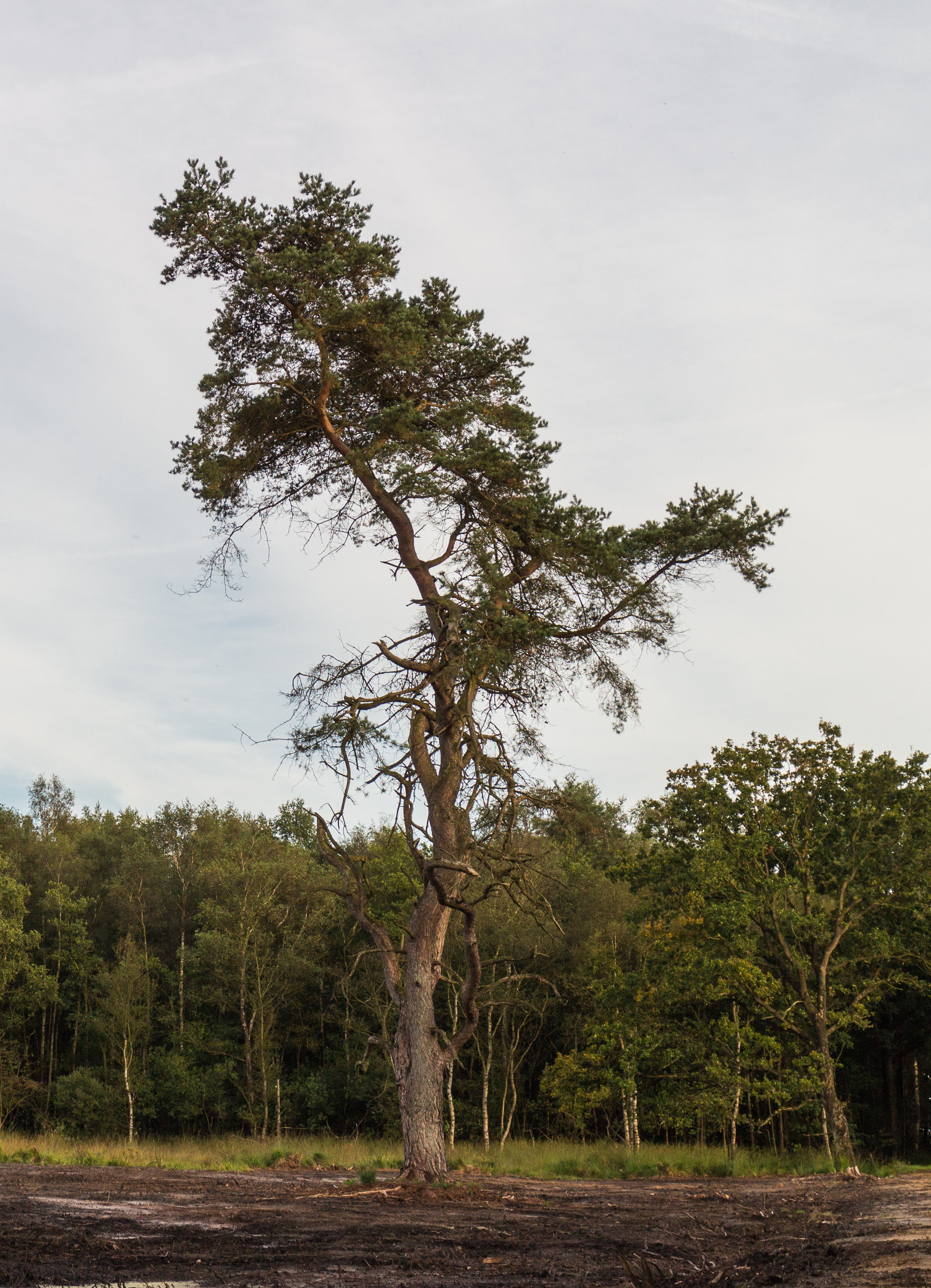 Wandeling door het Katlijker Schar (Ketliker Skar) 11