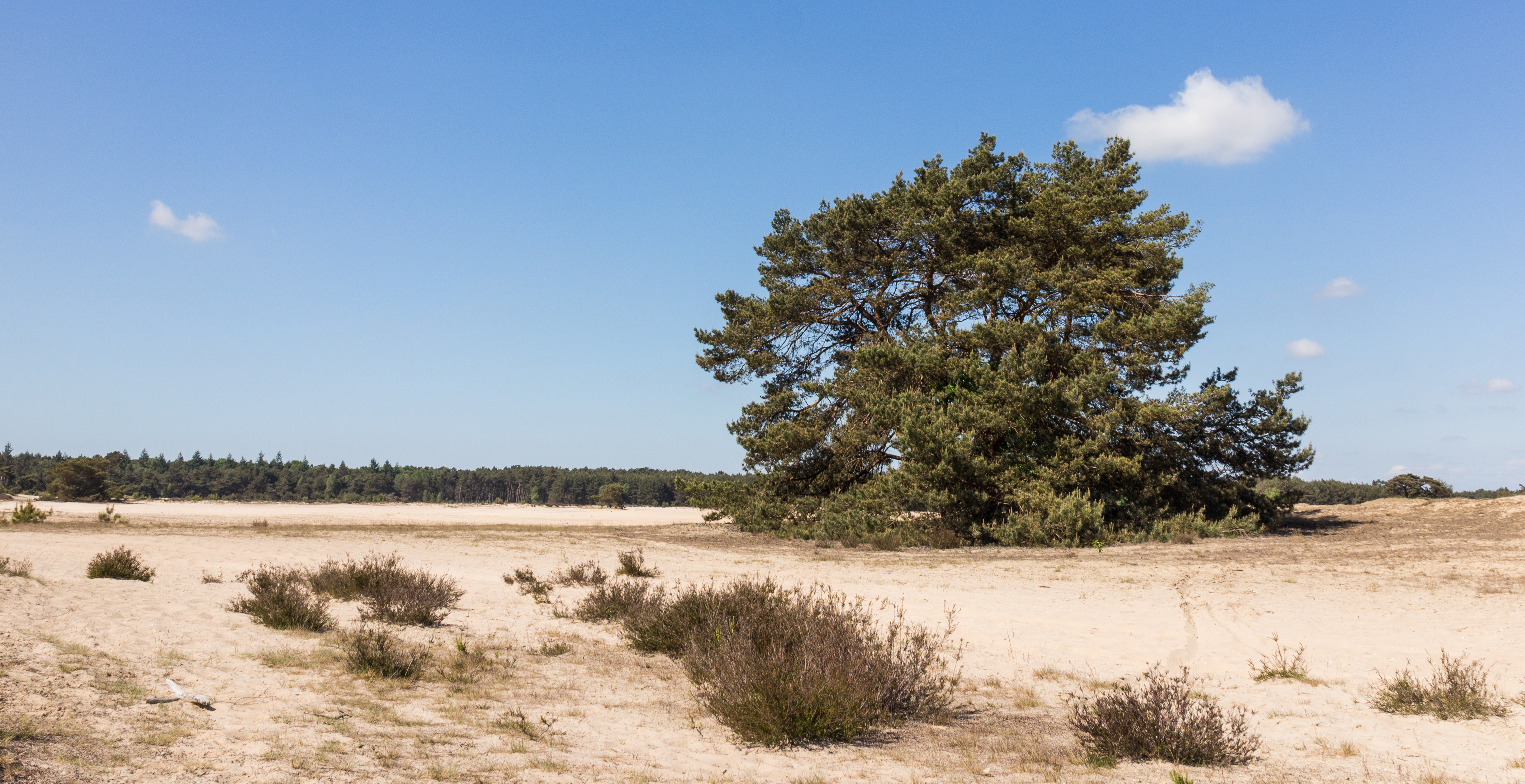 Wandeling over het Hulshorsterzand-Hulshorsterheide 013
