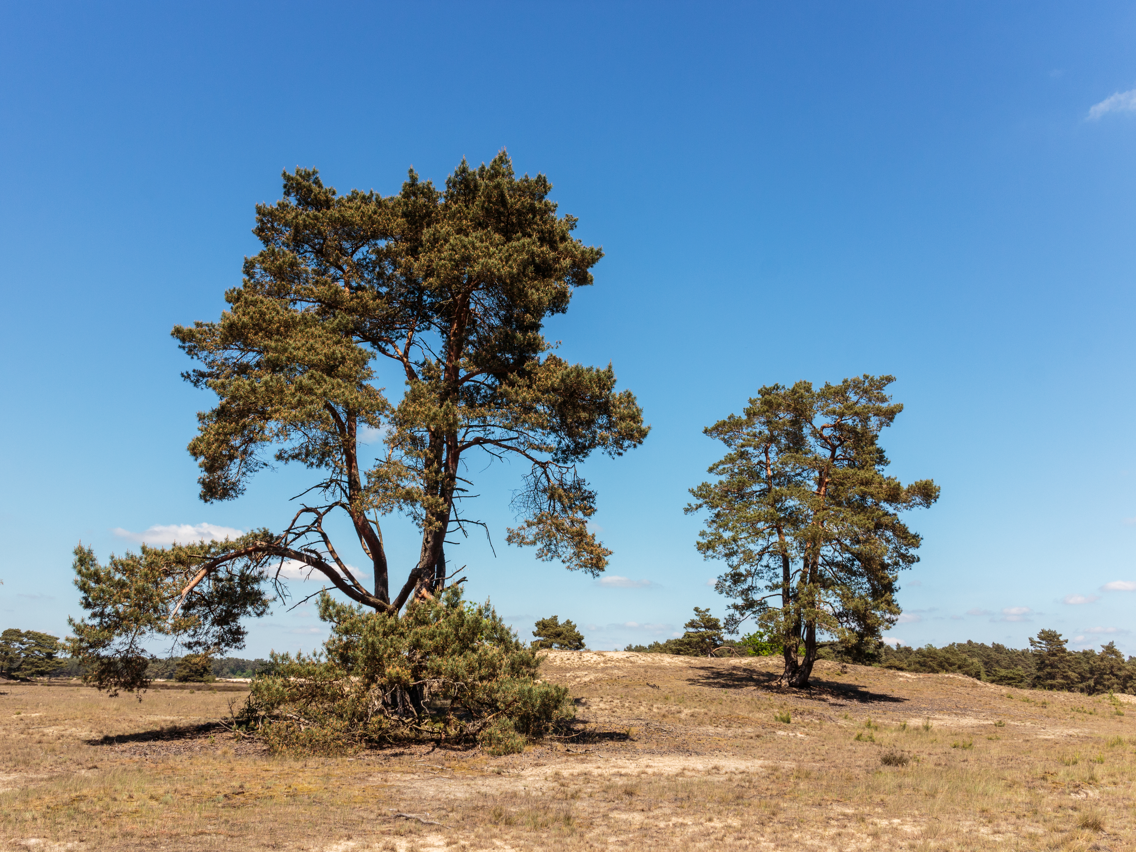 Wandeling over het Hulshorsterzand-Hulshorsterheide 16