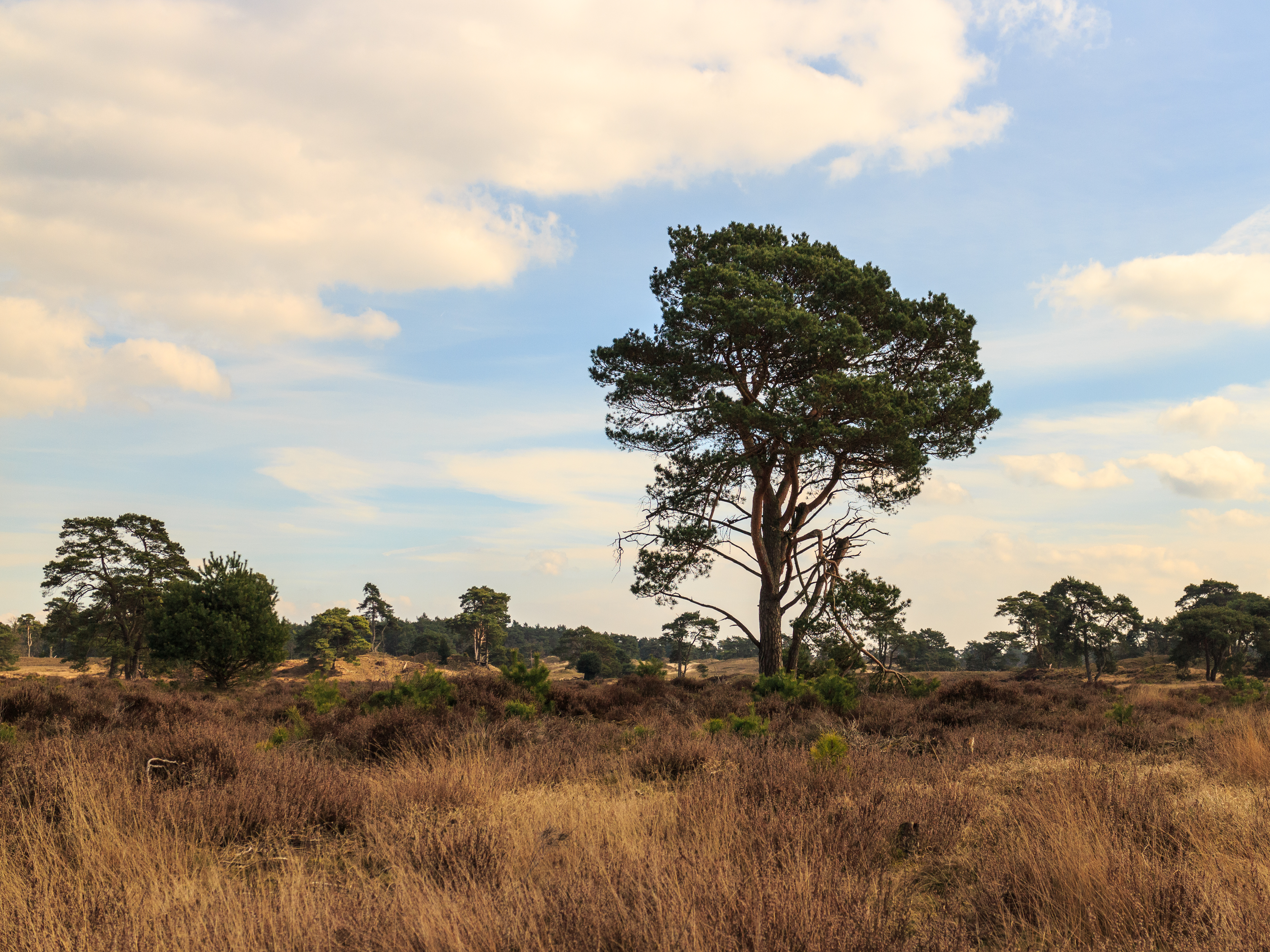 Wandeling over het Hulshorsterzand 11