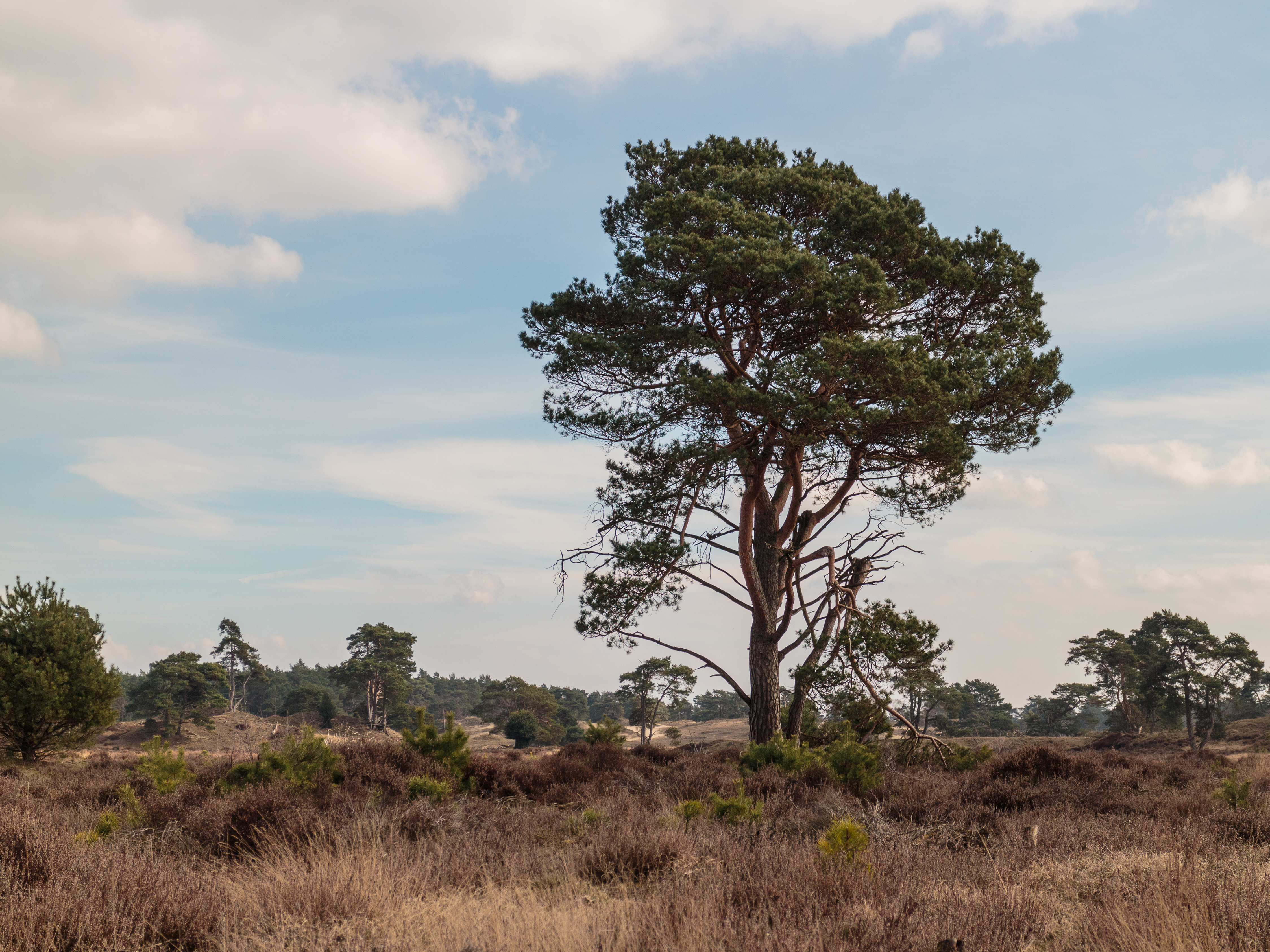 Wandeling over het Hulshorsterzand 12