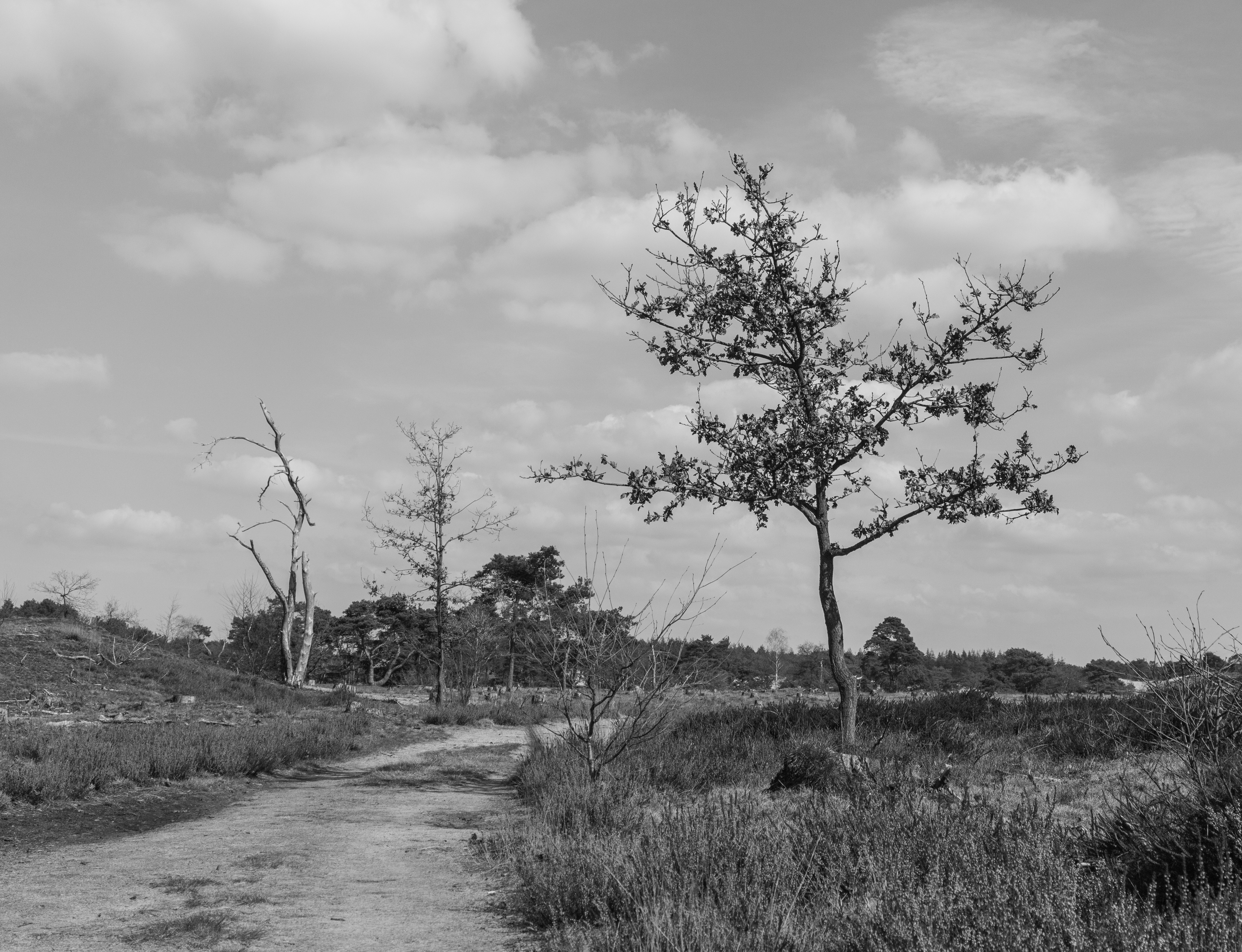 Wandeling over het Hulshorsterzand 47