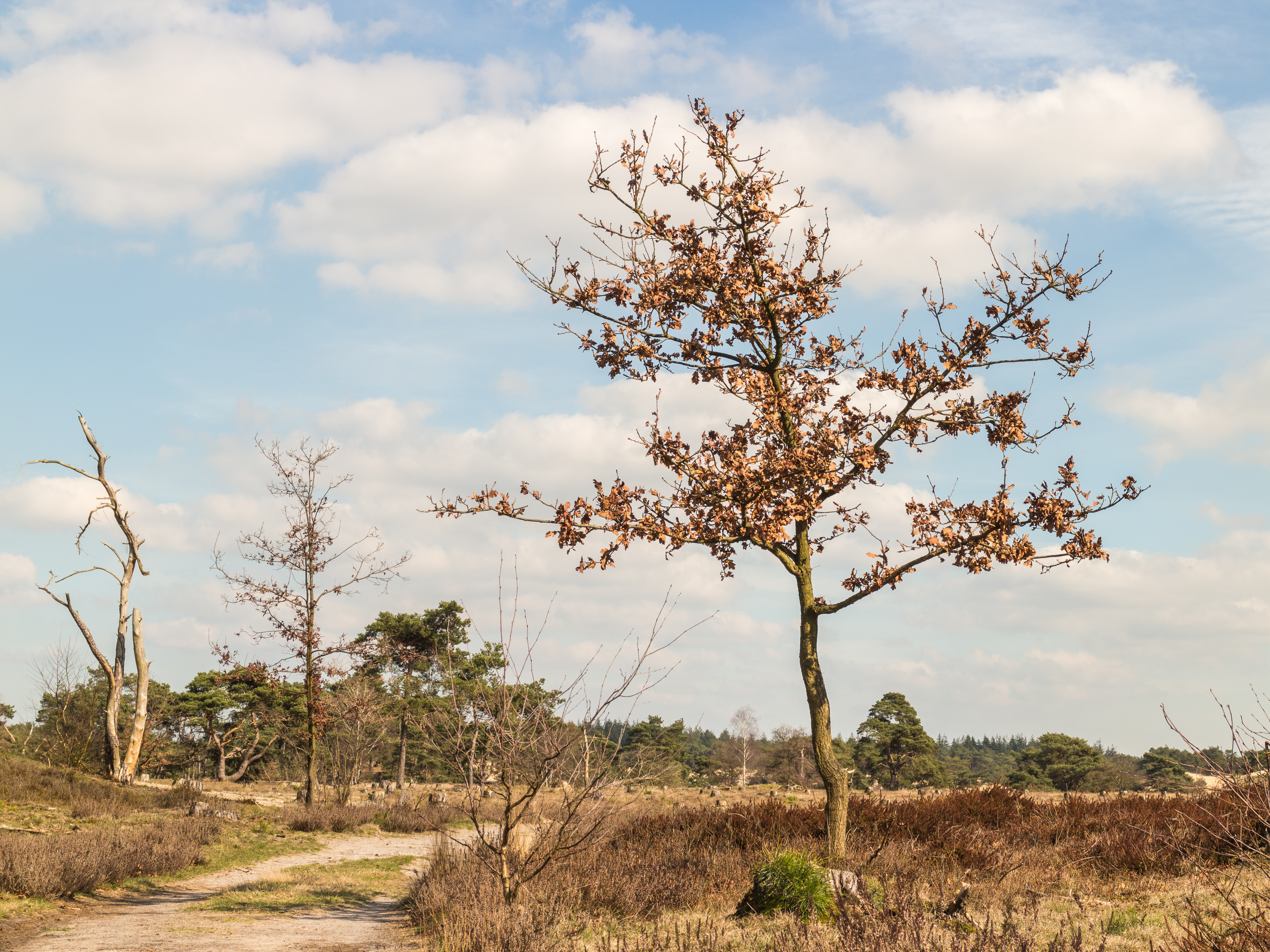 Wandeling over het Hulshorsterzand 48