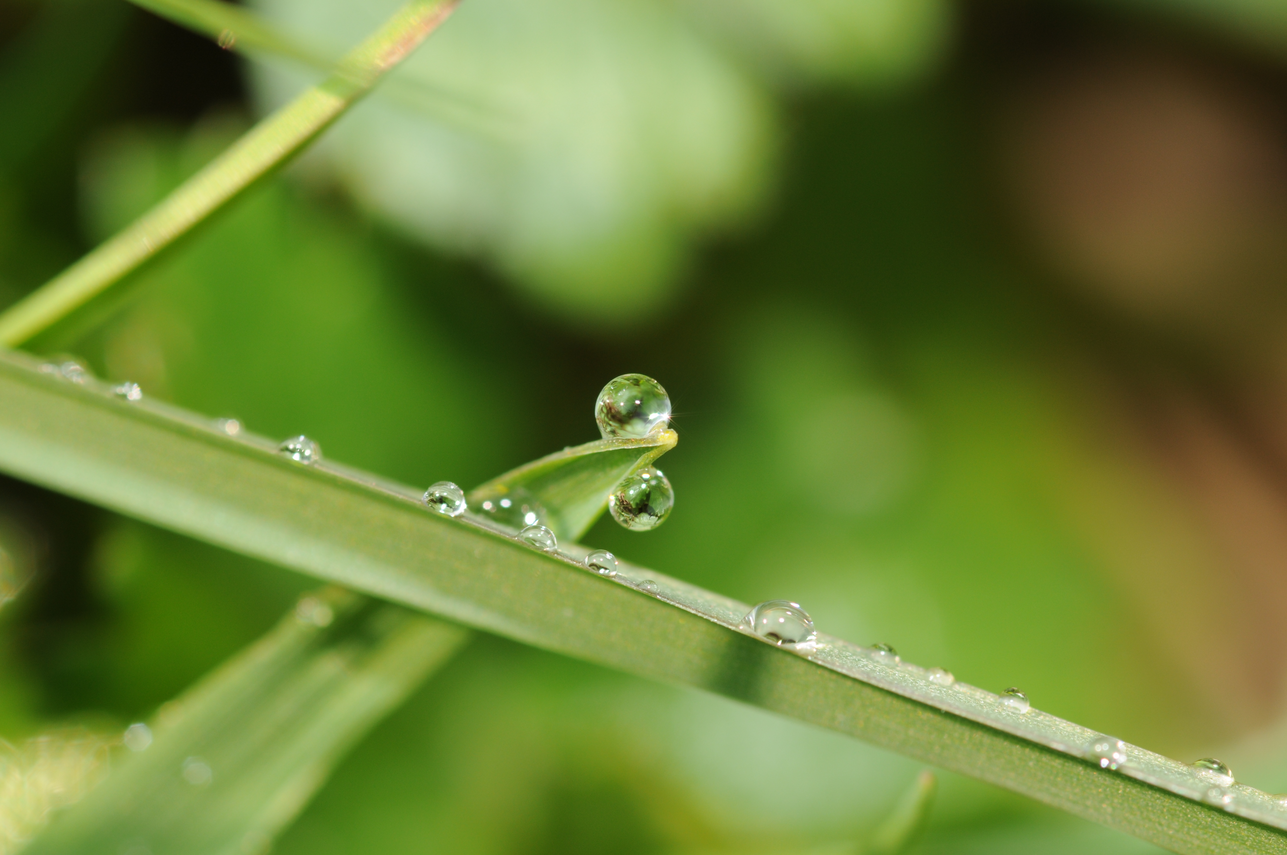 Water droplet (4)
