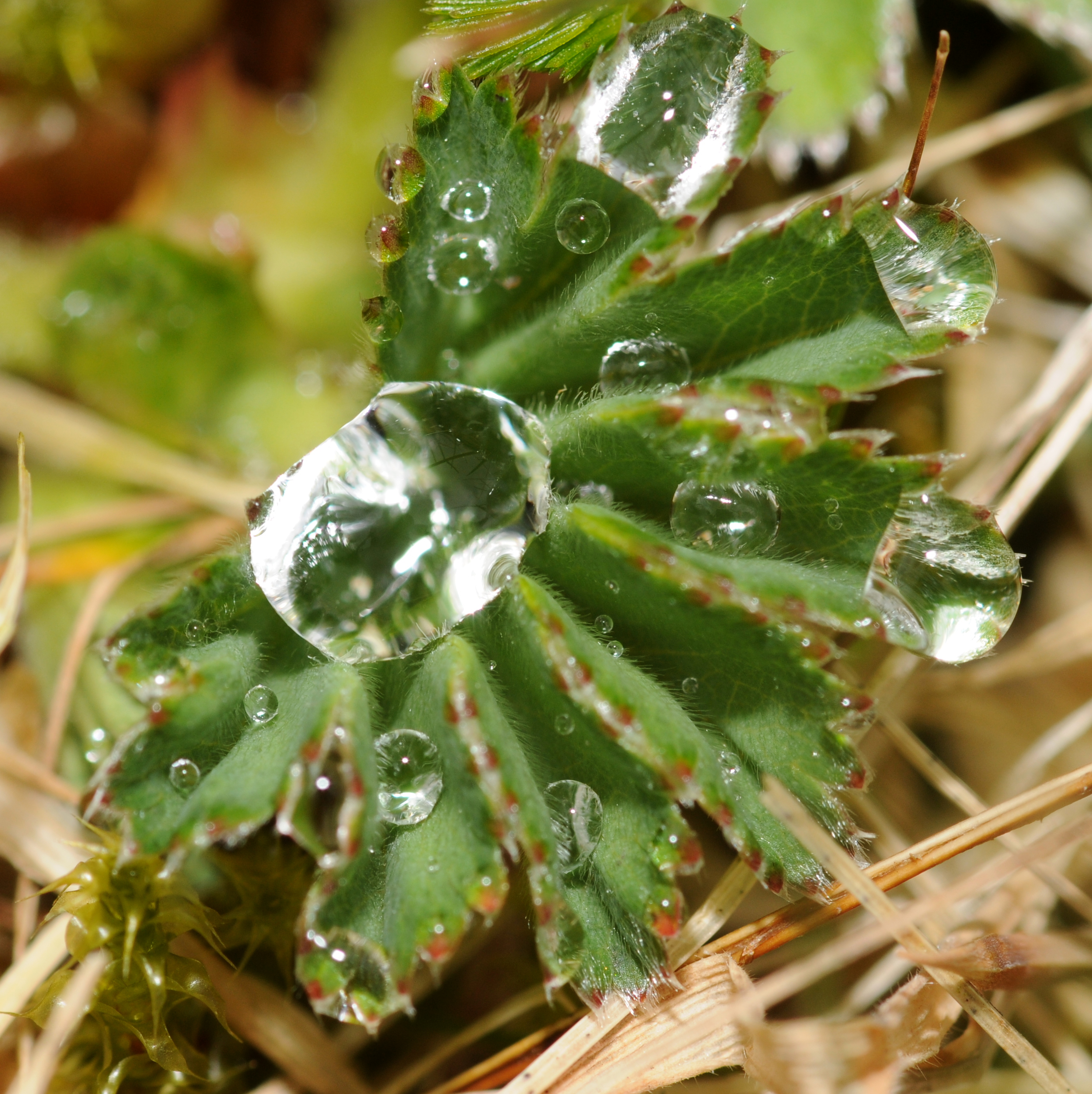 Water droplets