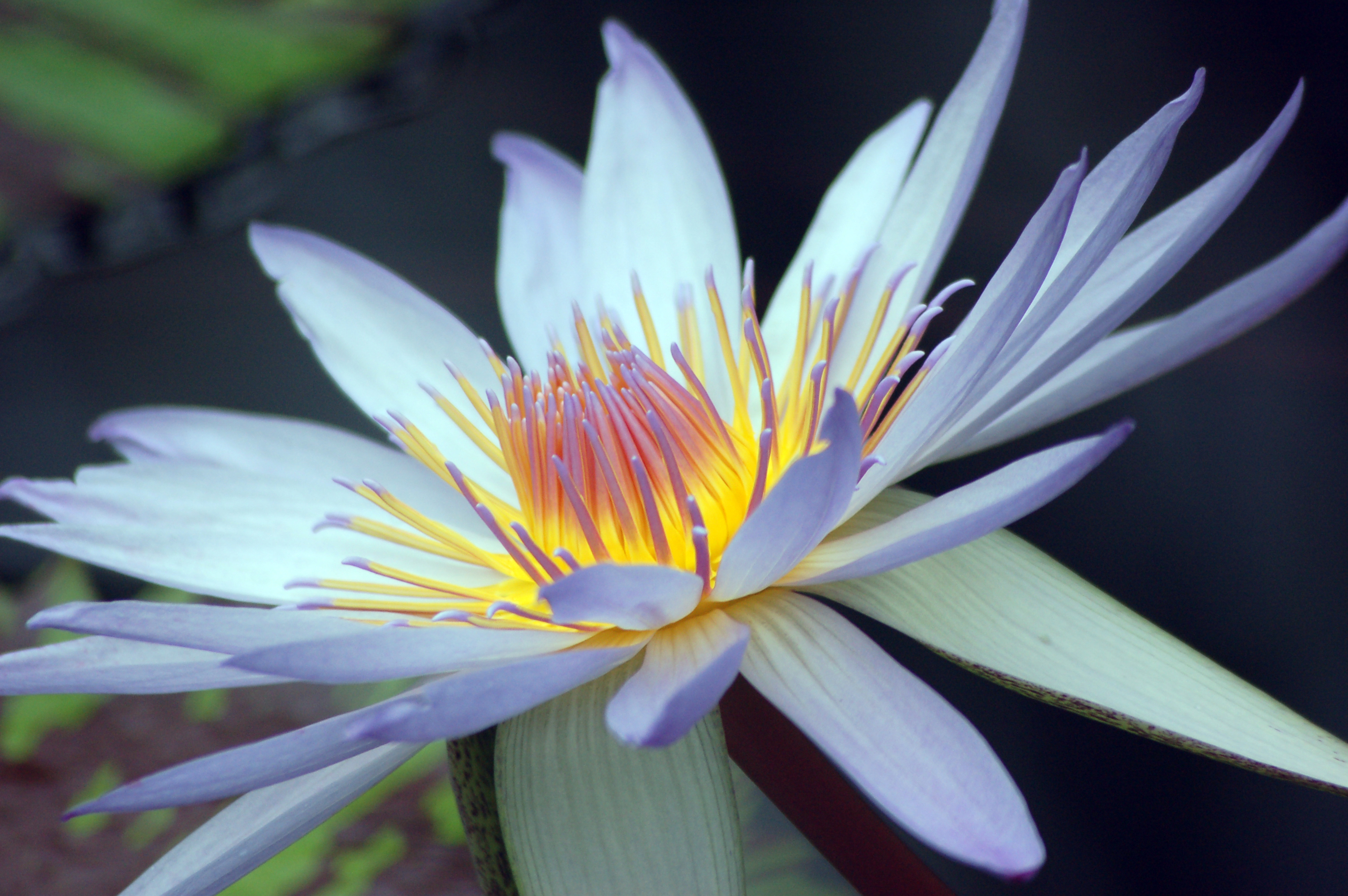 Water Lilies In Waterlily House At Kew Gardens (3997561285)