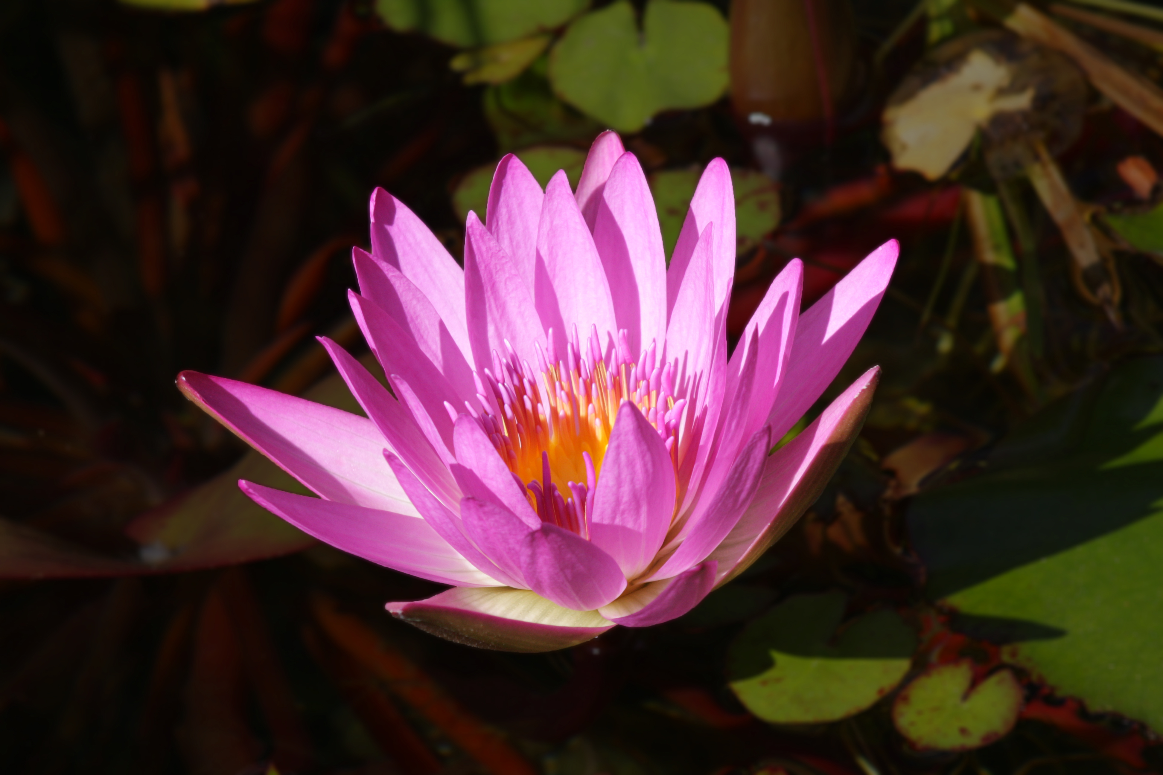 Water Lily, nenúfar