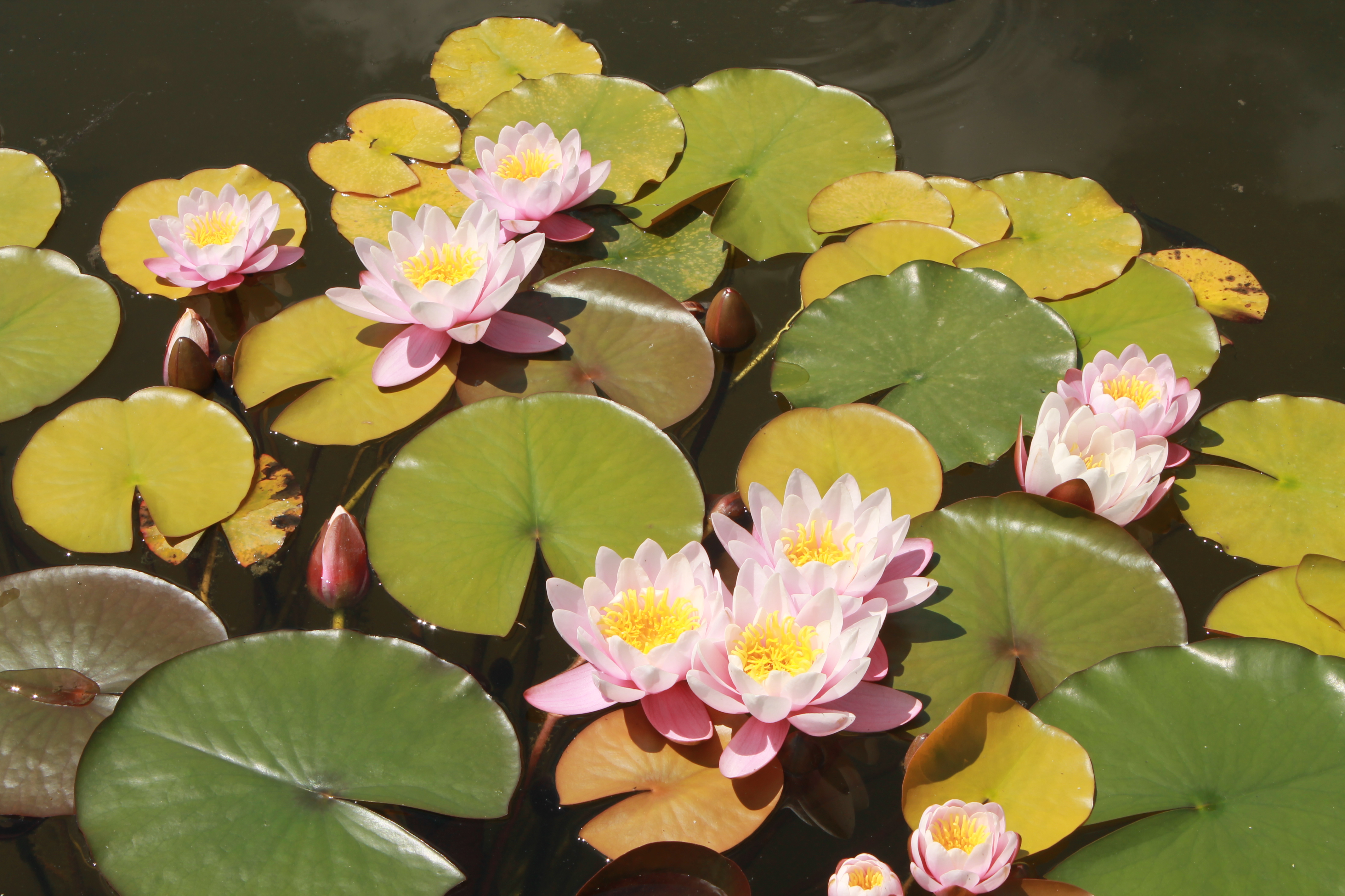 Water Lily floaers