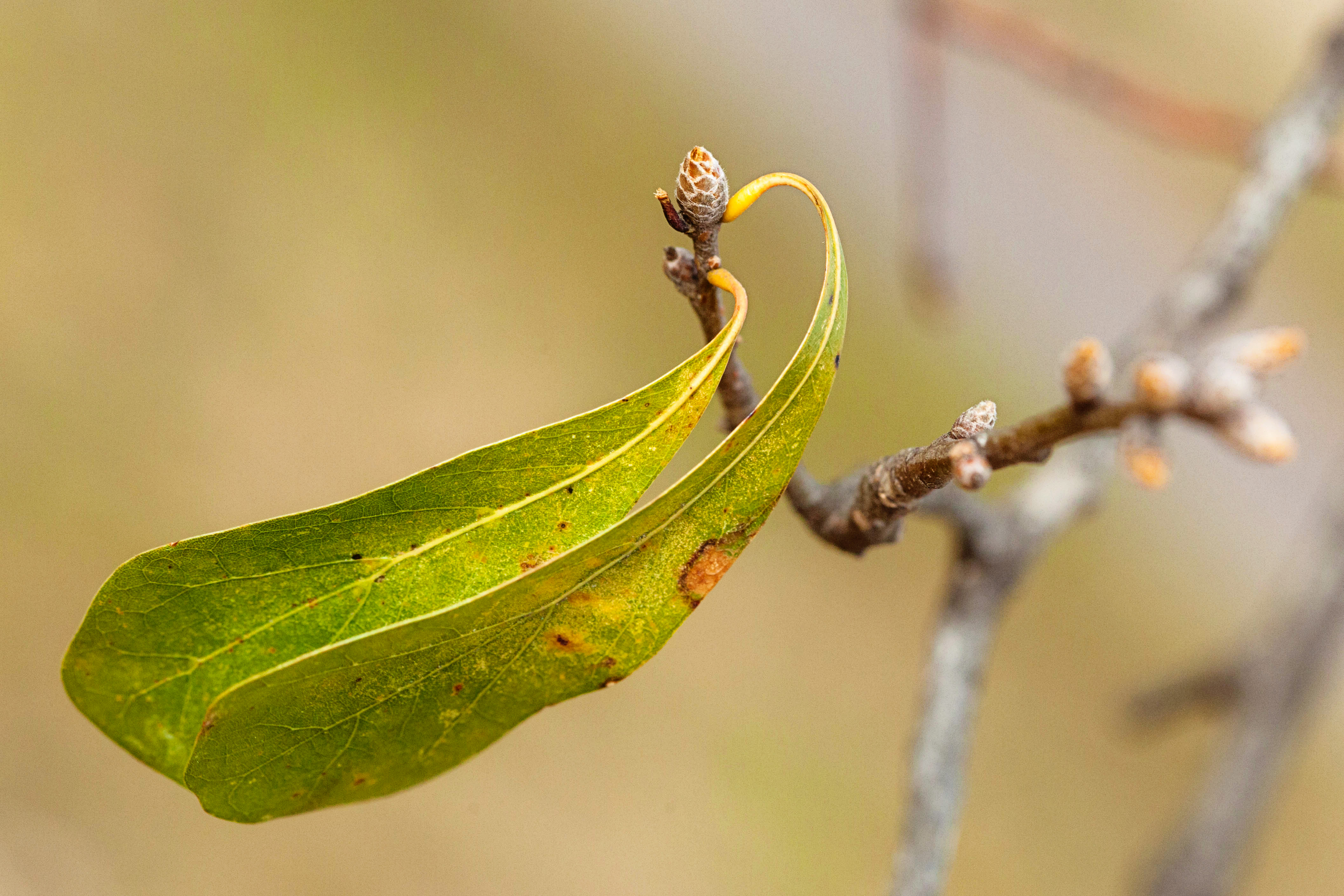 Water oak (24709976219)