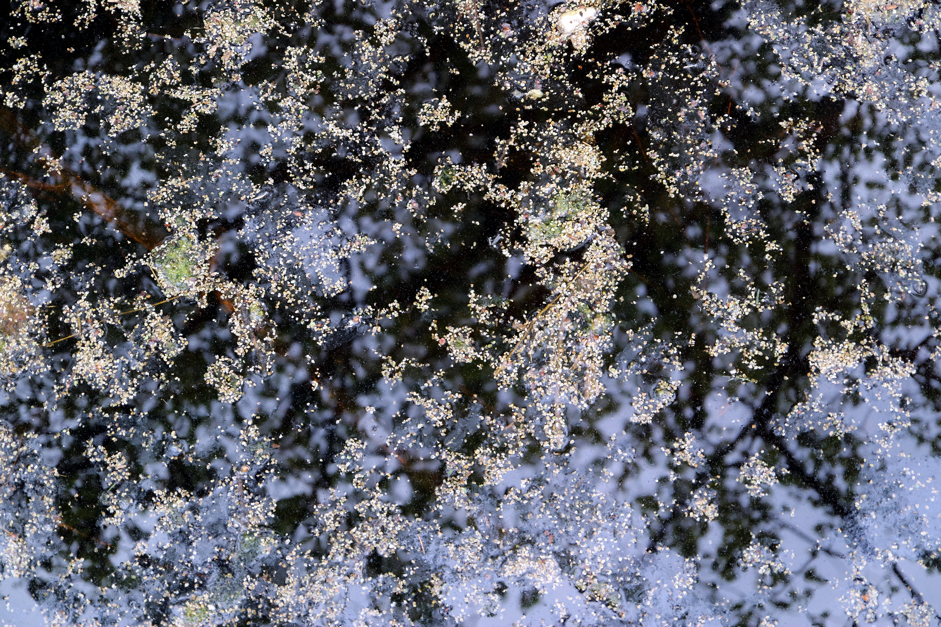 Water surface reflect