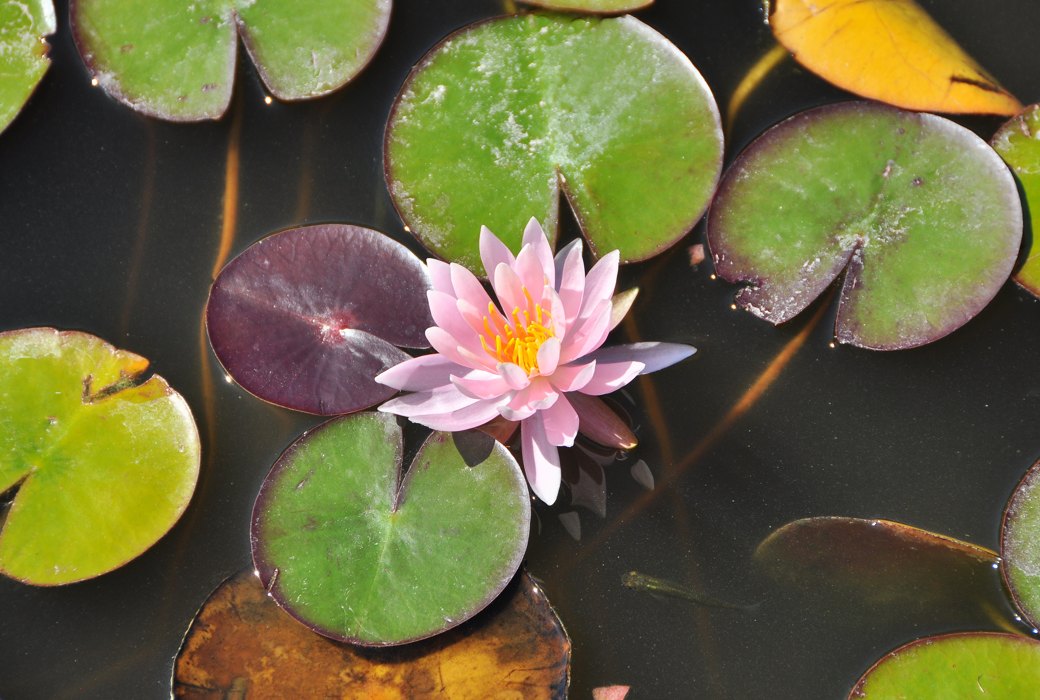Waterlelie R02