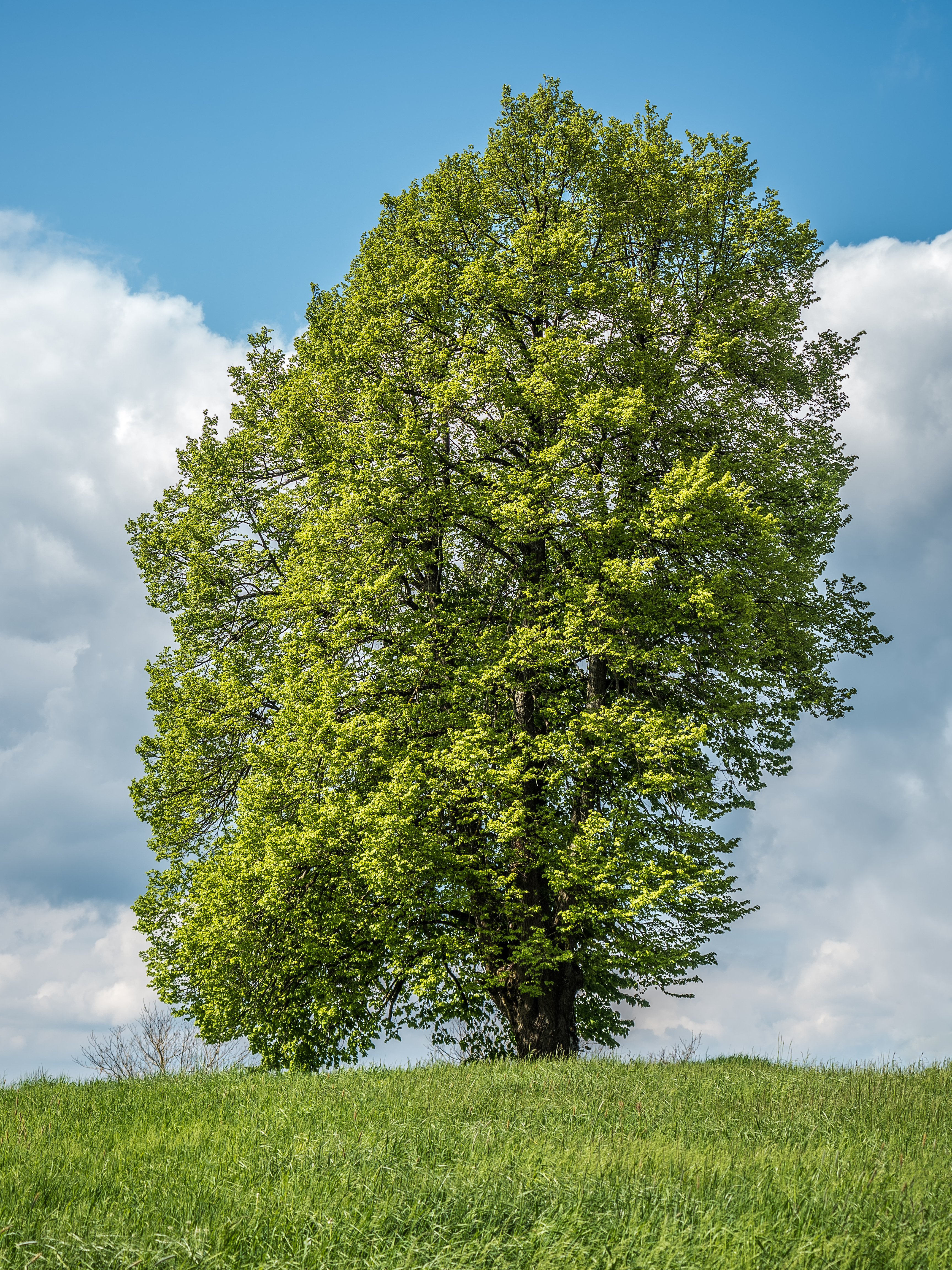 Wattendorf-Linden-5164082-PS