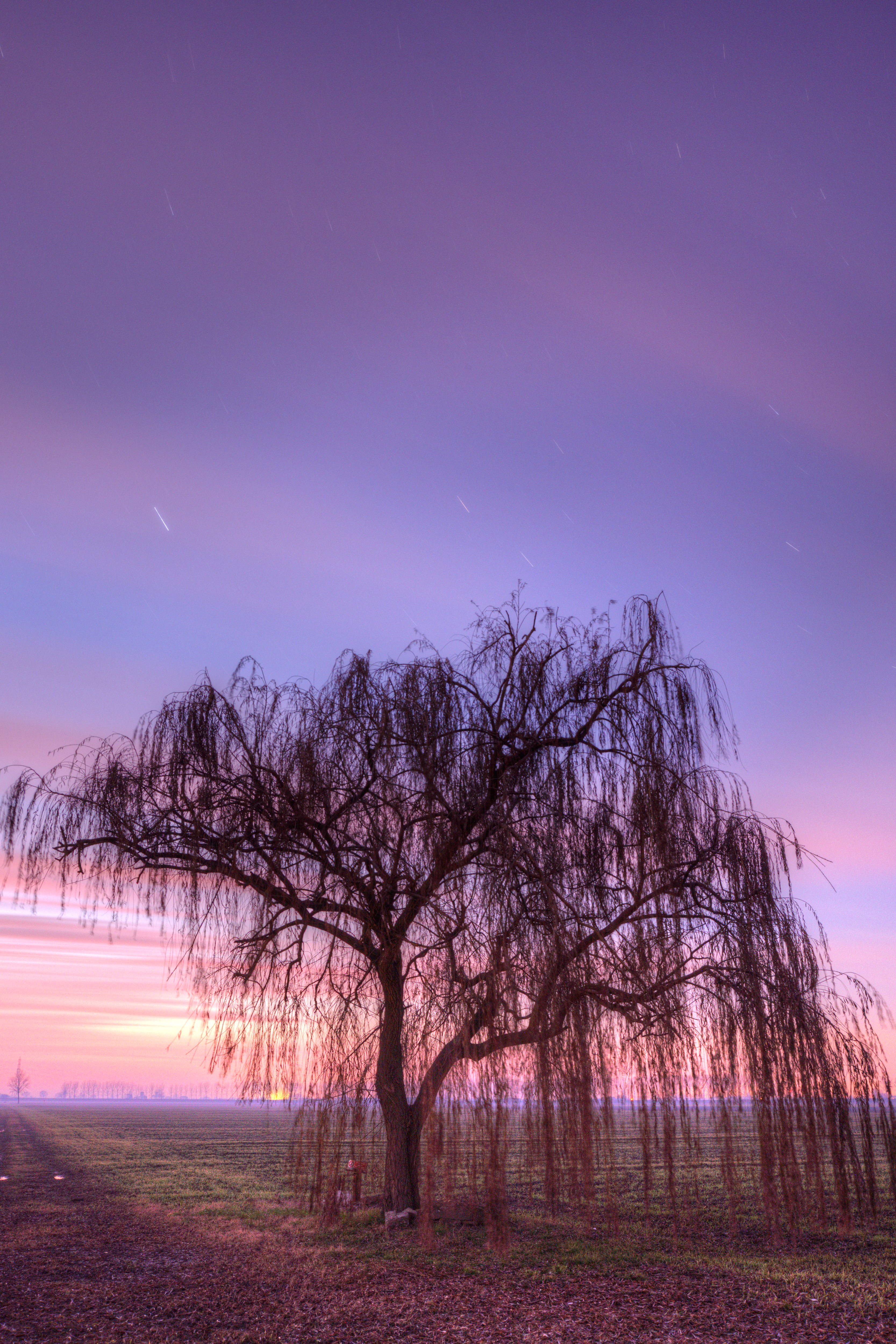Weeping Willow - Sant'Agata Bolognese, Bologna, Italy 09