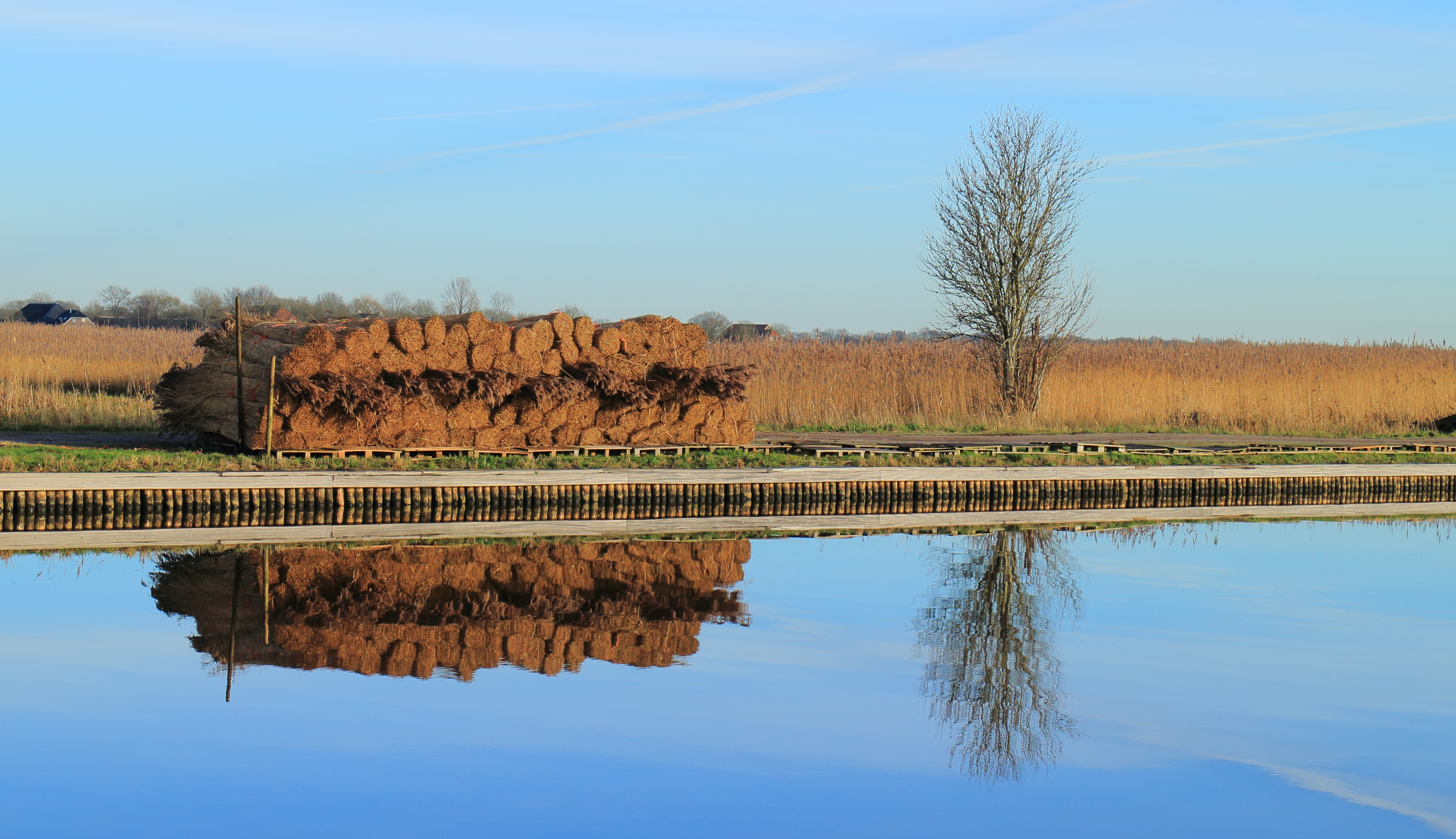Weerribben Wieden. Opslag gesneden riet (Phragmites australis)