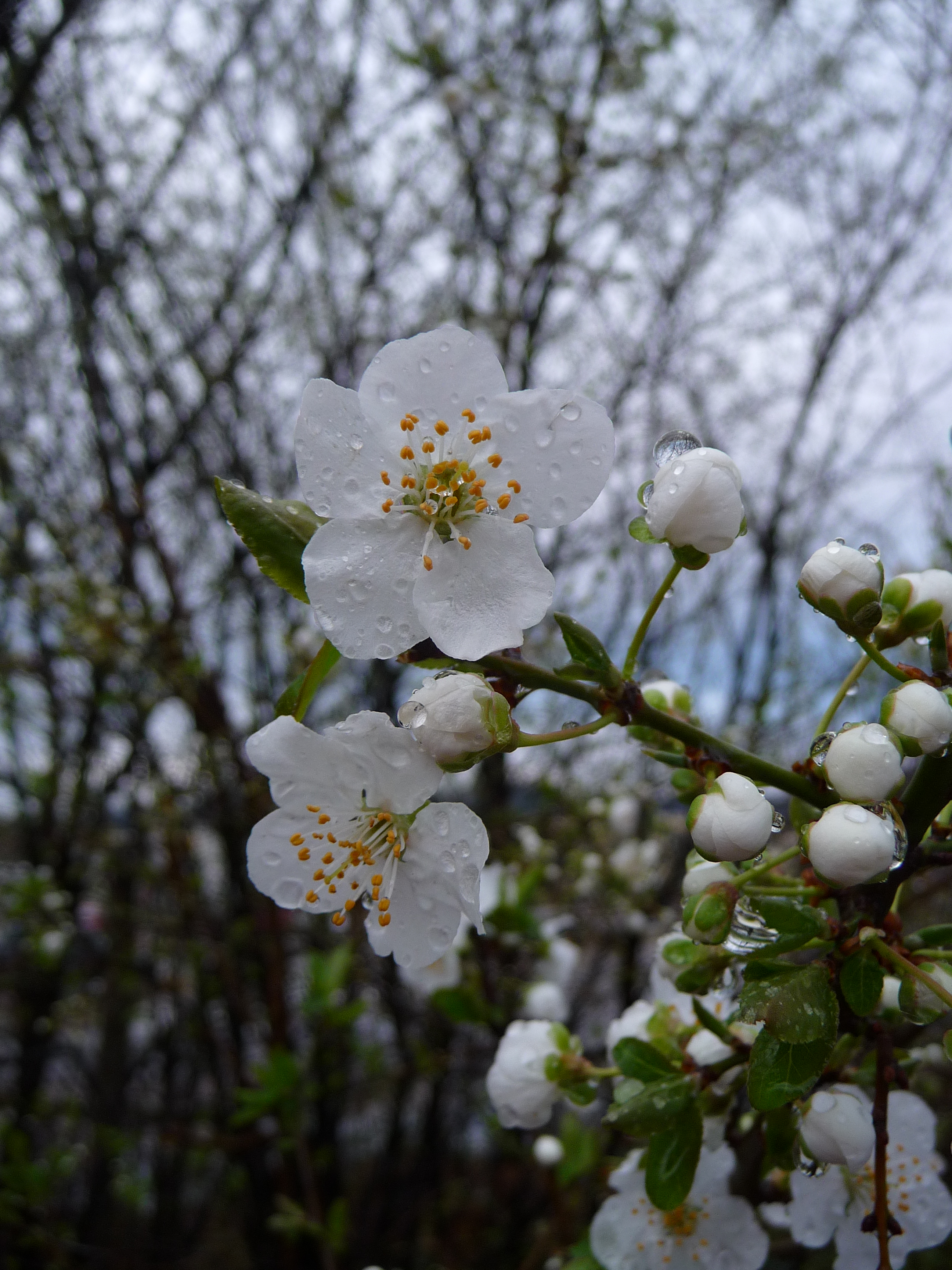 Weiße Blüten